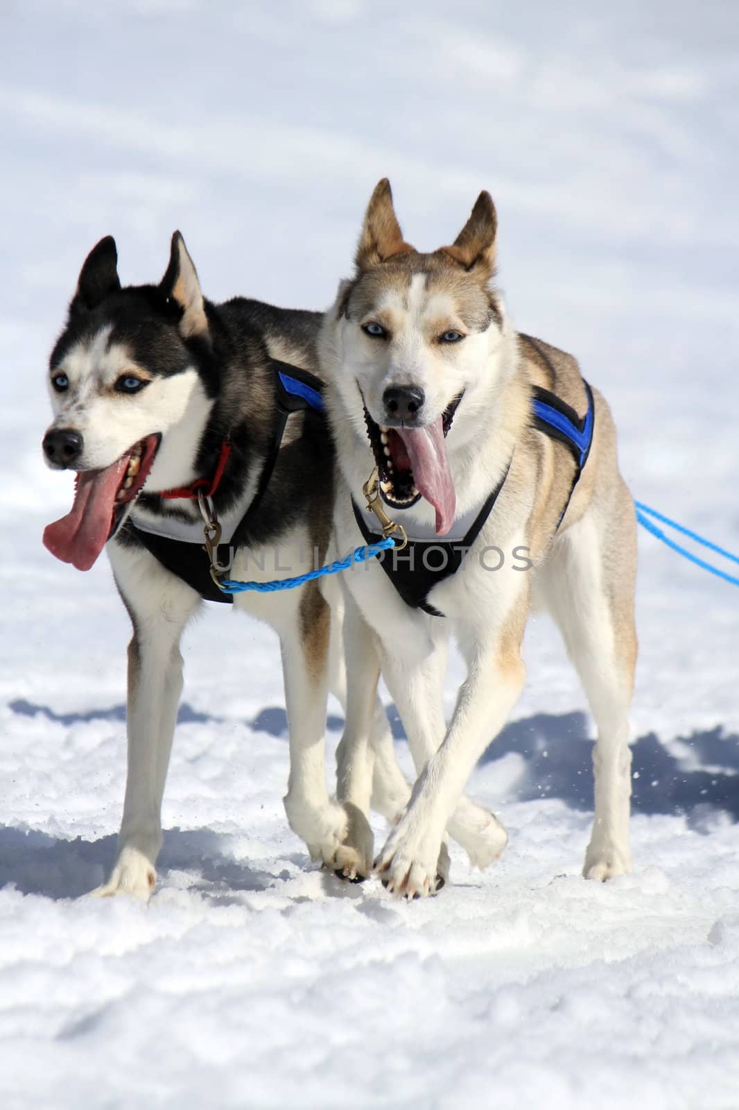 A husky sled dog team at work with tongue outside by winter day