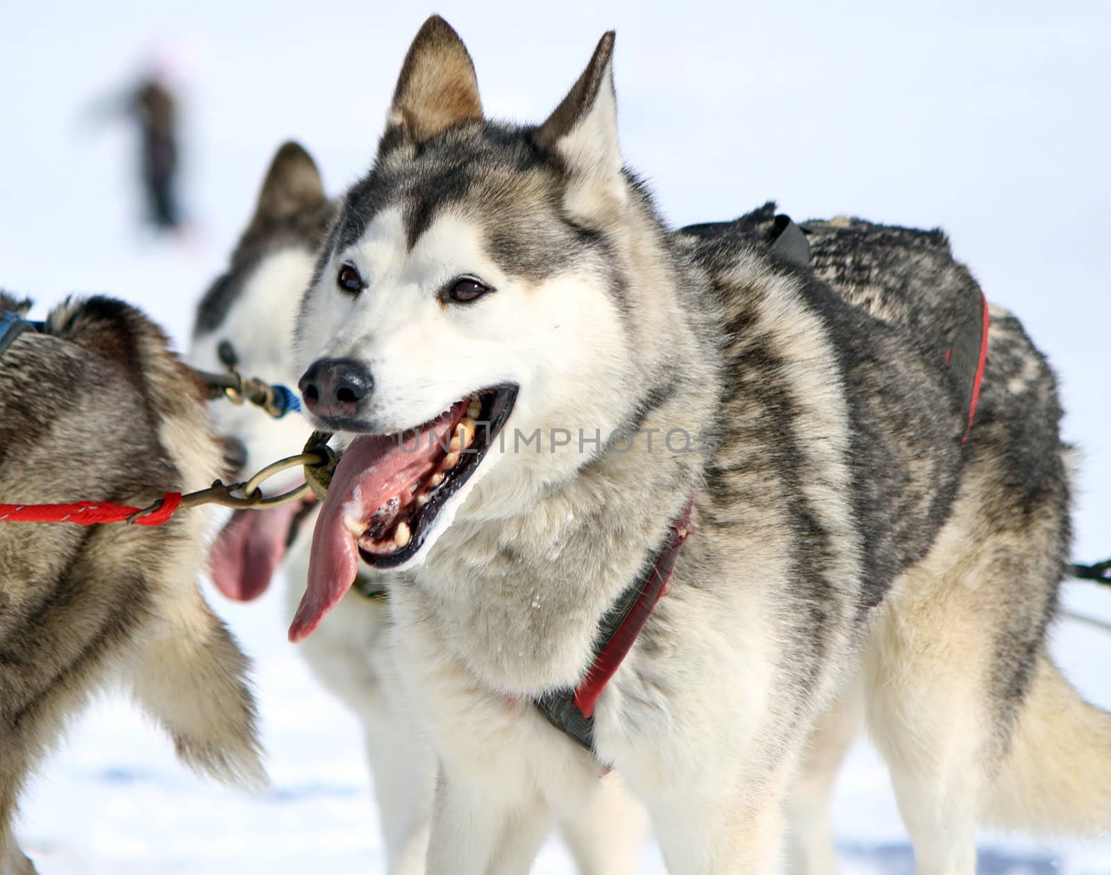 A husky sled dog at work with tongue outside by winter day