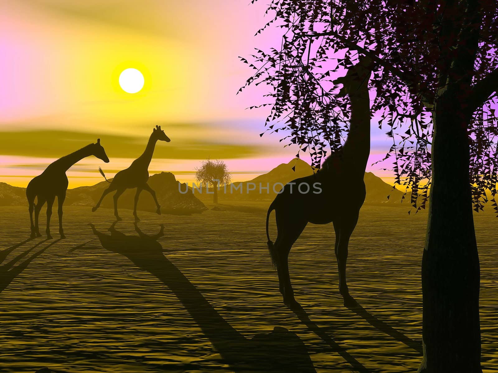 Shadow of three giraffes in the savannah by sunset