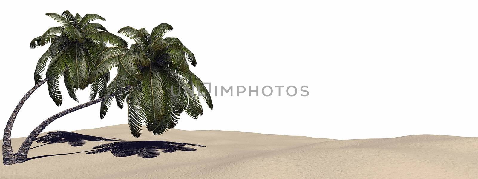 Palm trees at the tropical beach in white background