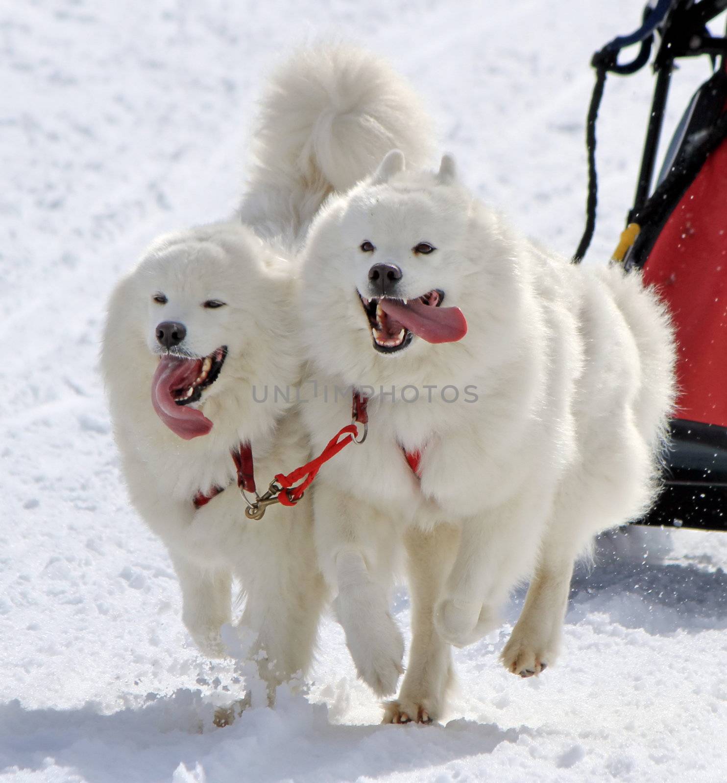 Samoyed sled dog team running fast with tongue outside by winter day