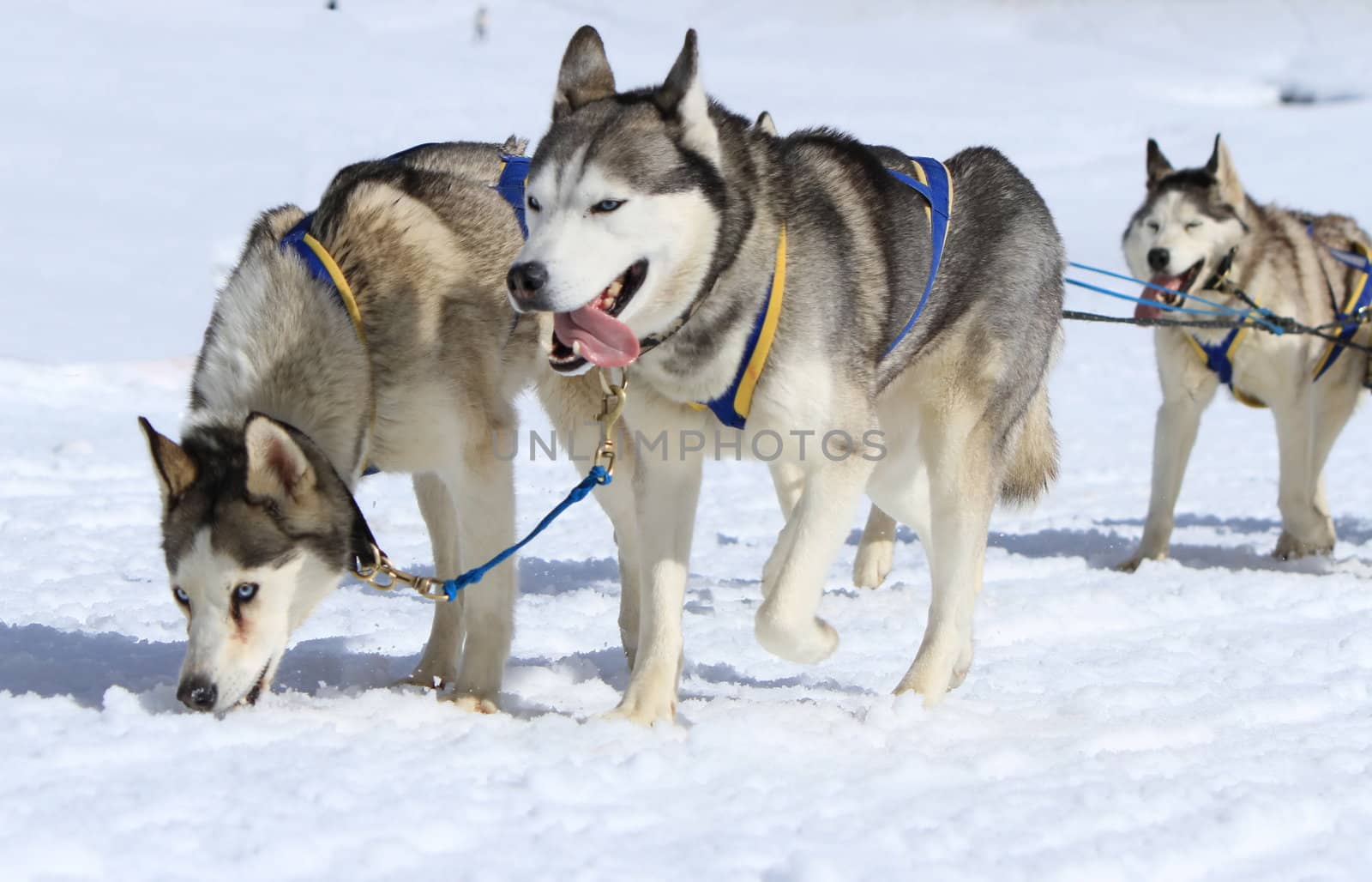 A husky sled dog team running with tongue outside by winter day