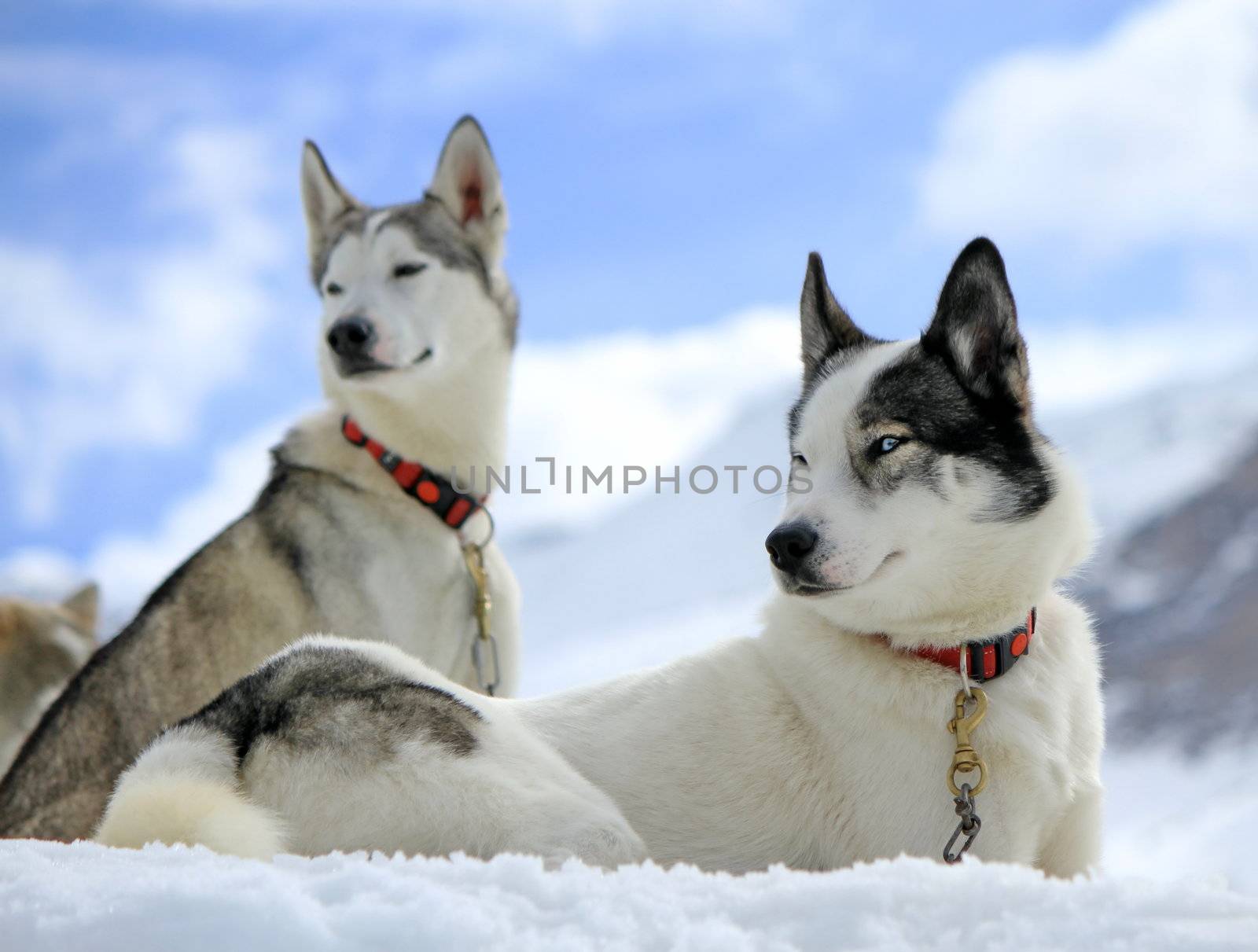 Siberian husky dogs wearing red necklace portrait sitting on the snow and cloudy sky background