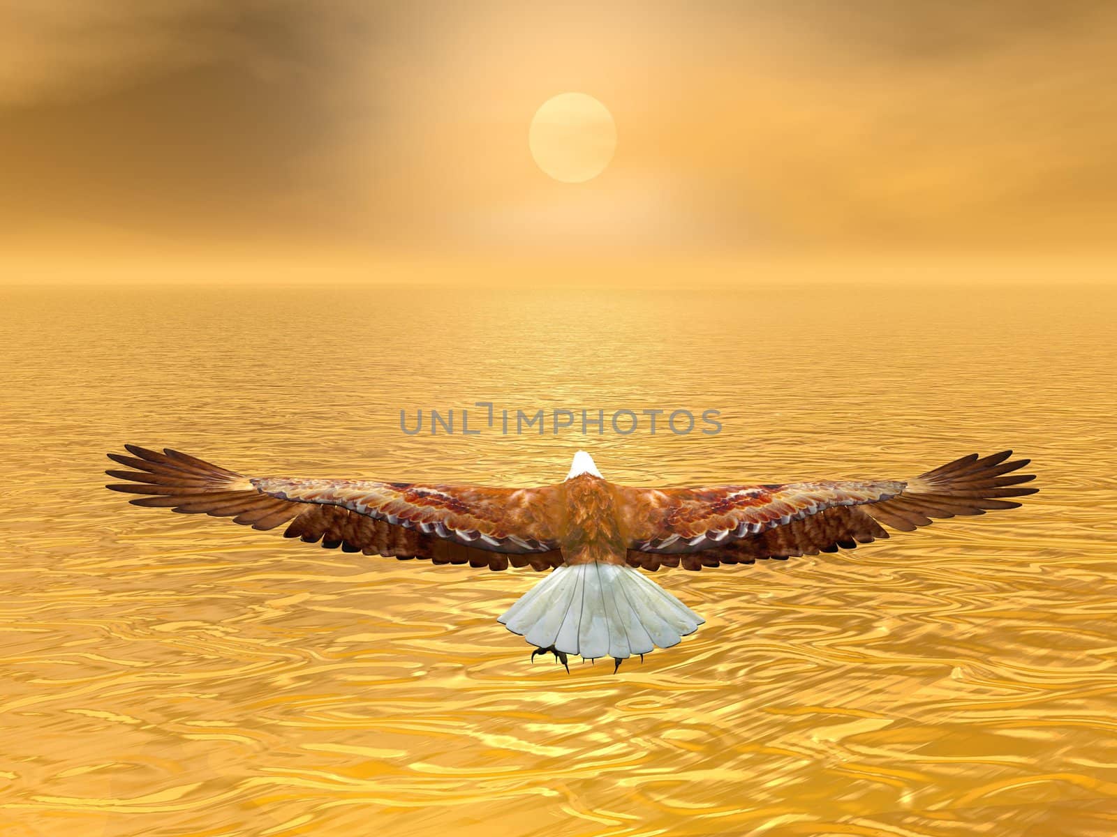 Eagle flying to the sun by brown sunset over the ocean
