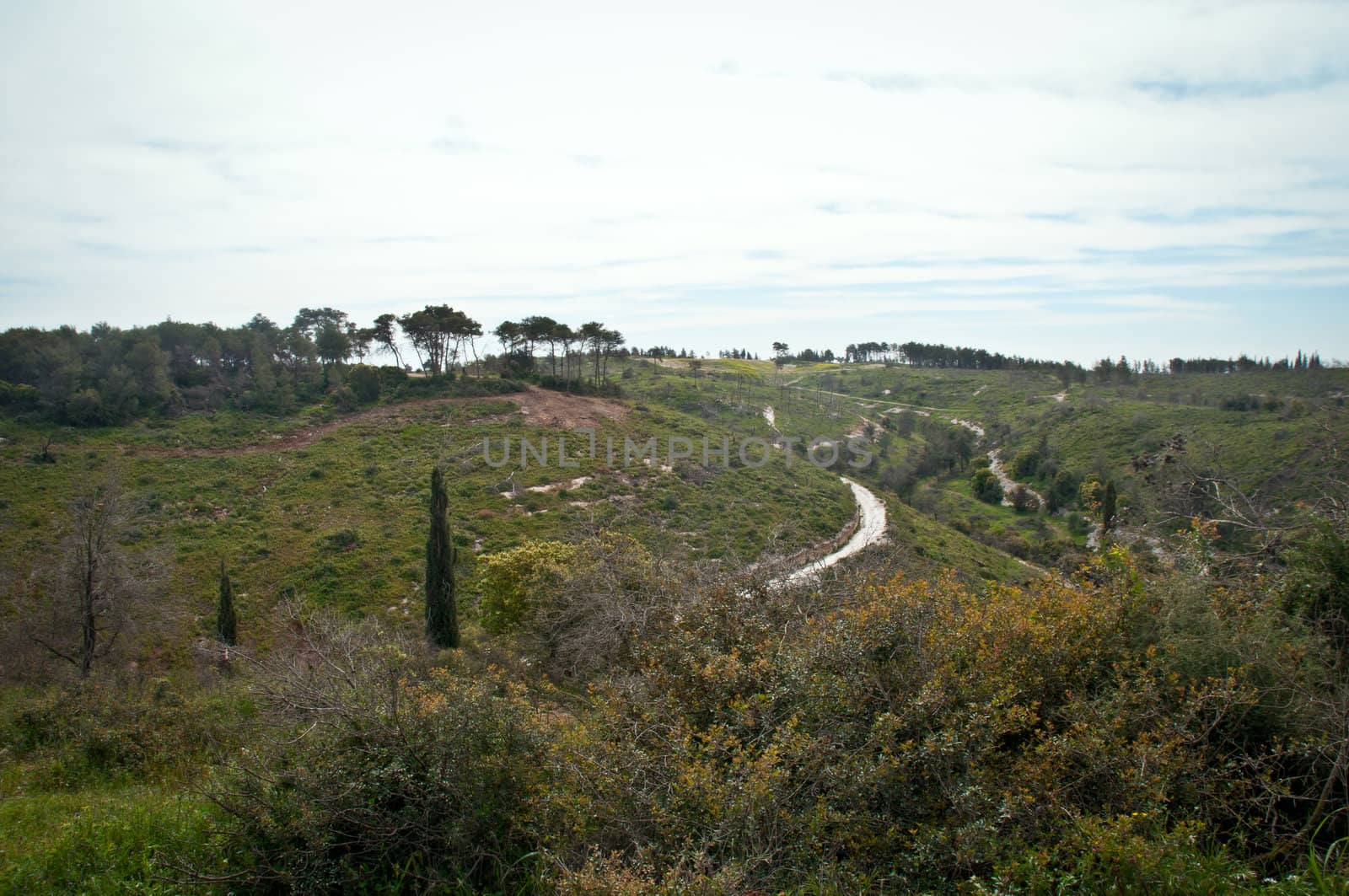 Reserve "Park Carmel" on Mount Carmel. Northern Israel.