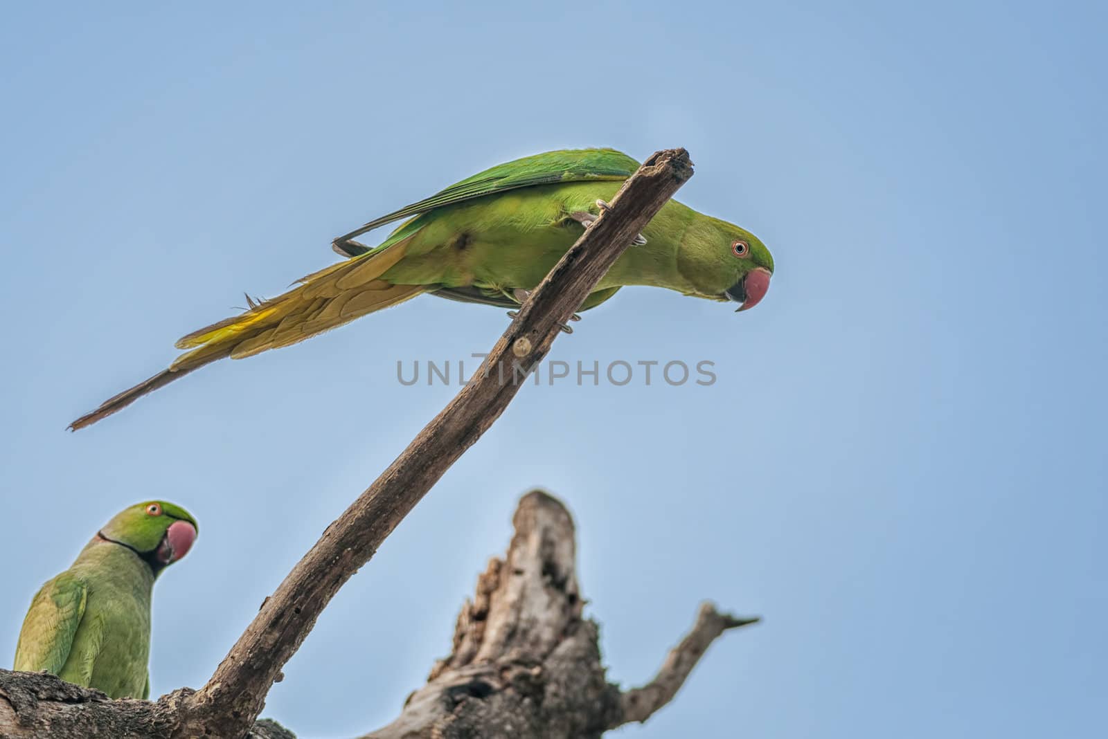 Rose-ringed Parakeet, perched on a tree branch, nature, copy space