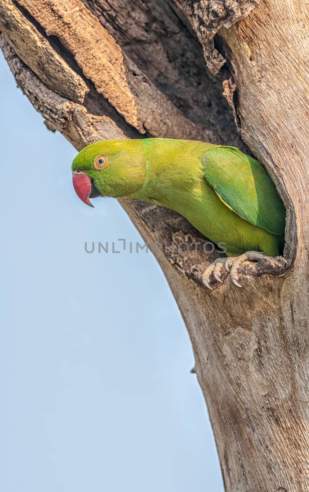 Rose-ringed Parakeet, perched on a tree branch, nature, copy space