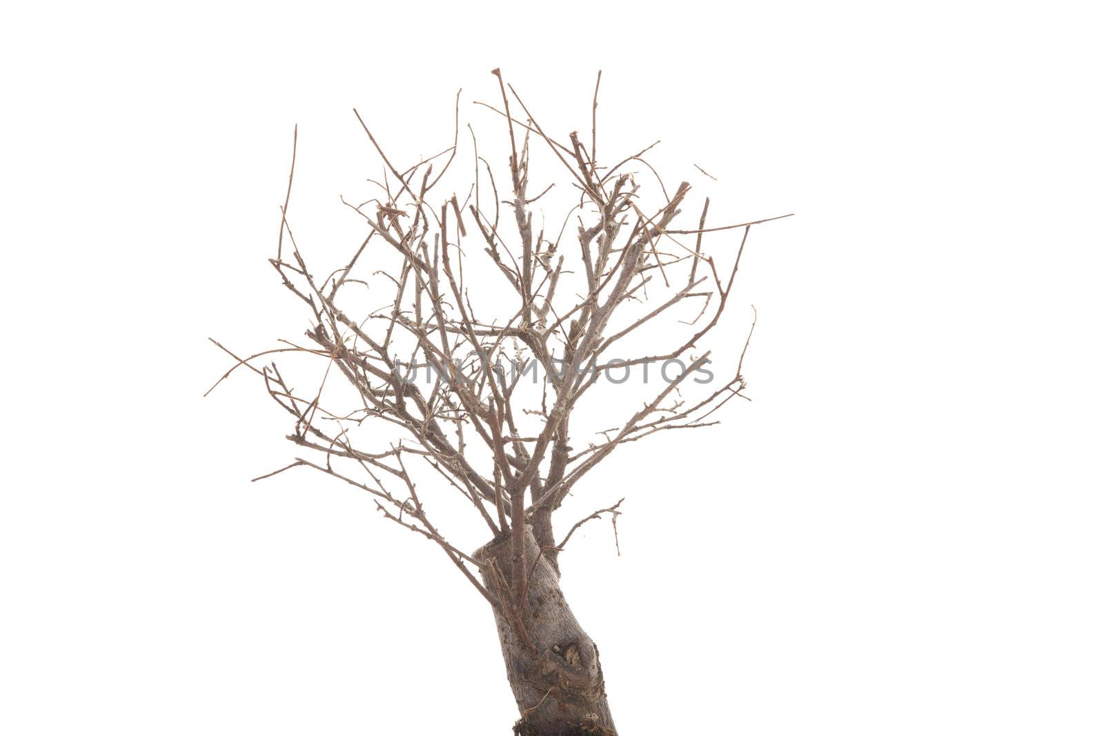 a dry tree on white background