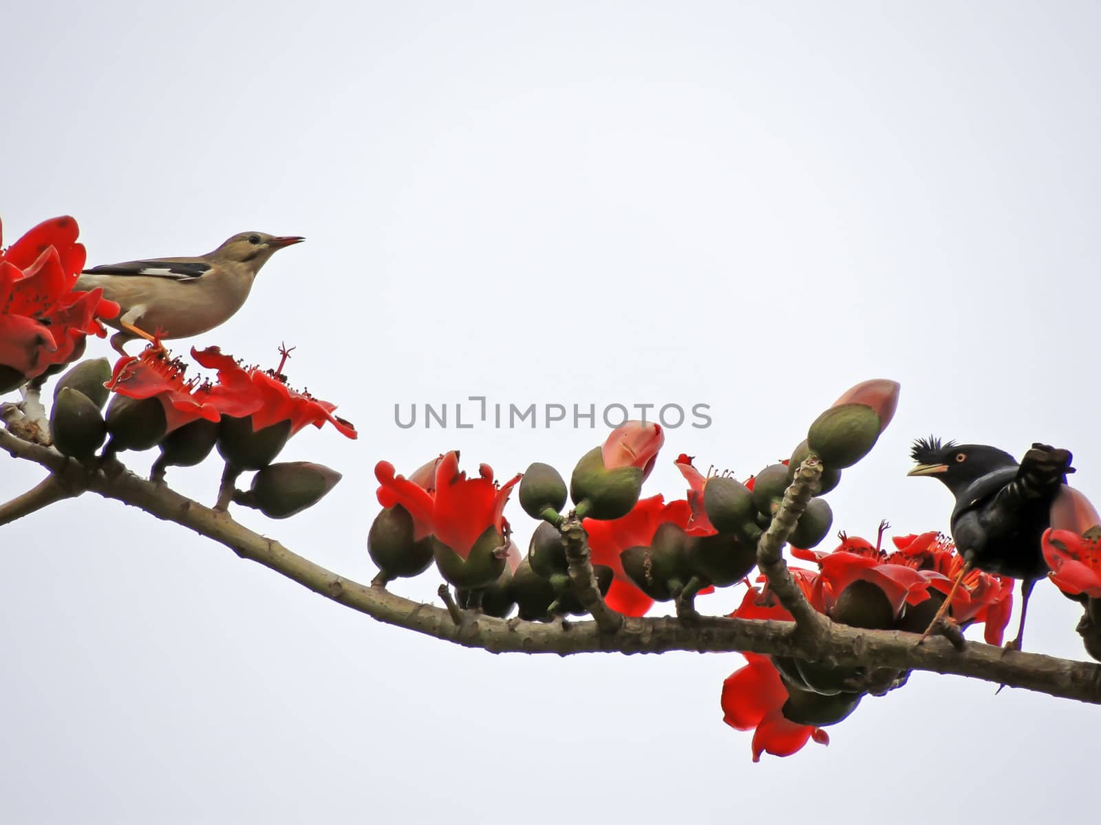 The Kapok and birds by xfdly5