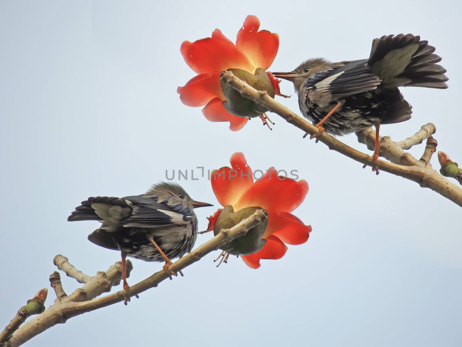 Kapok flower is the  bird's favorite food ,His scientific name is  Bomhax seiba