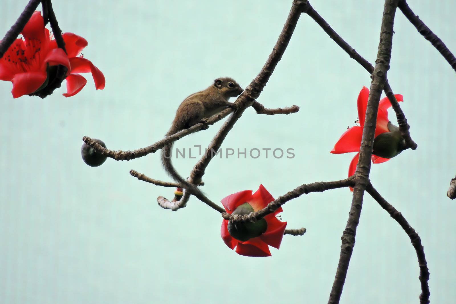 Kapok flower is the  squirrels's favorite food ,His scientific name is  Bomhax seiba