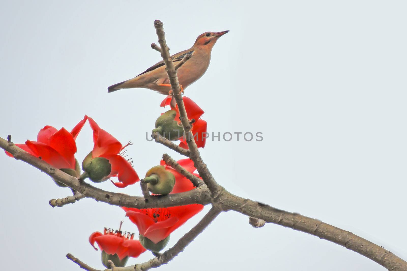 Kapok flower is the  bird's favorite food ,His scientific name is  Bomhax seiba