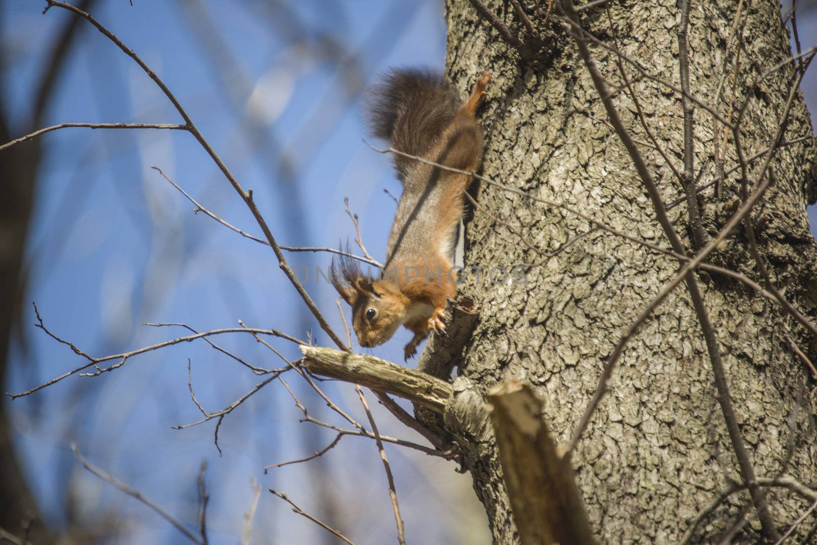 squirrel, sciurus vulgaris, climbing trees by steirus