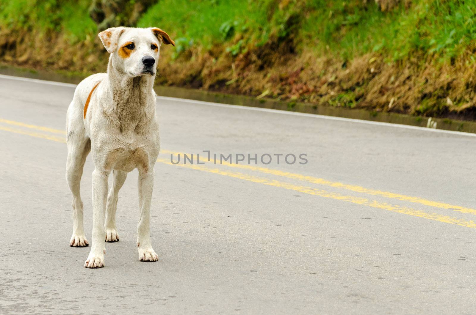 A stray dog standing in the middle of a highway