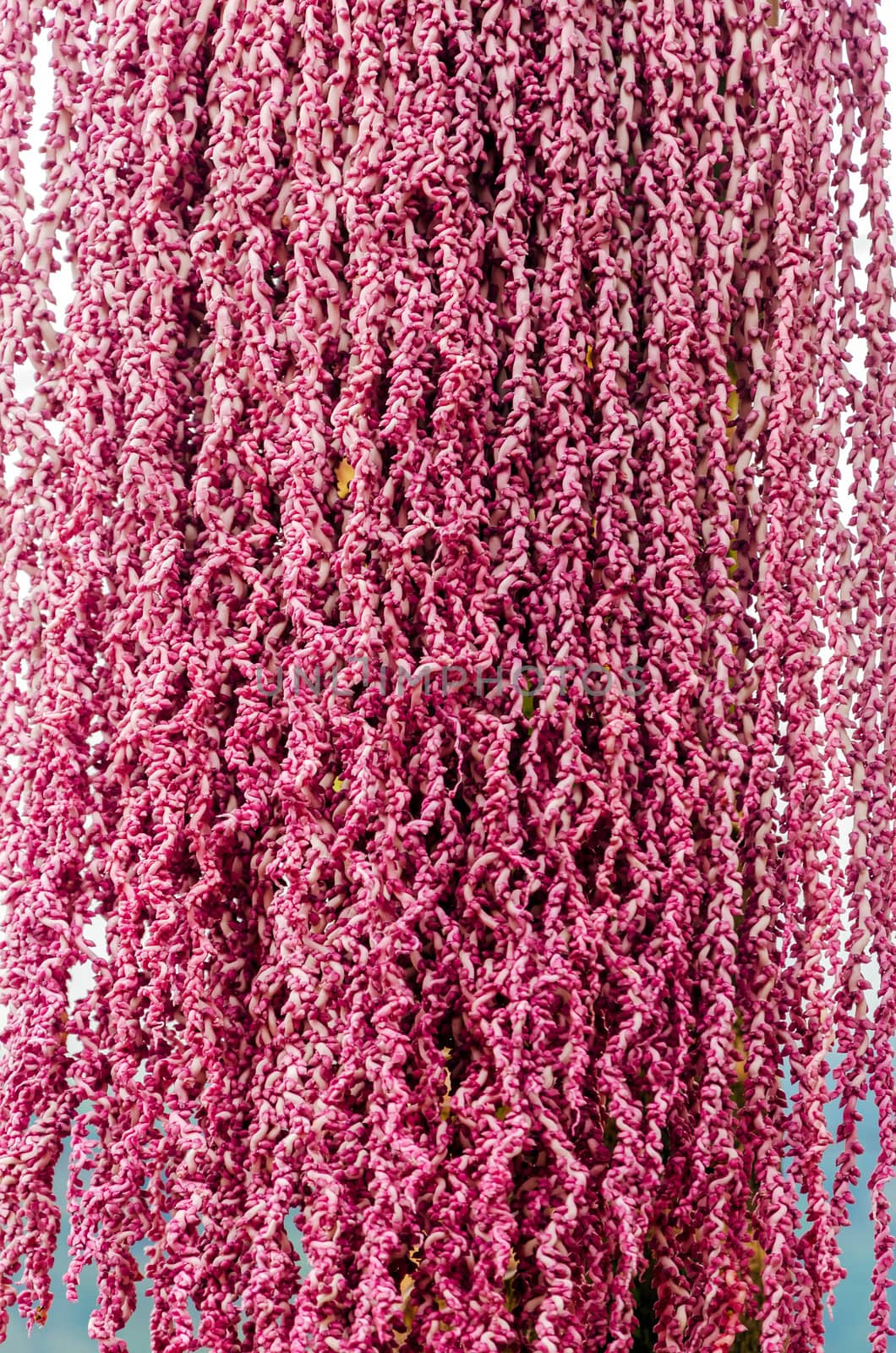 Interesting pink flowers of a palm tree in Cundinamarca, Colombia