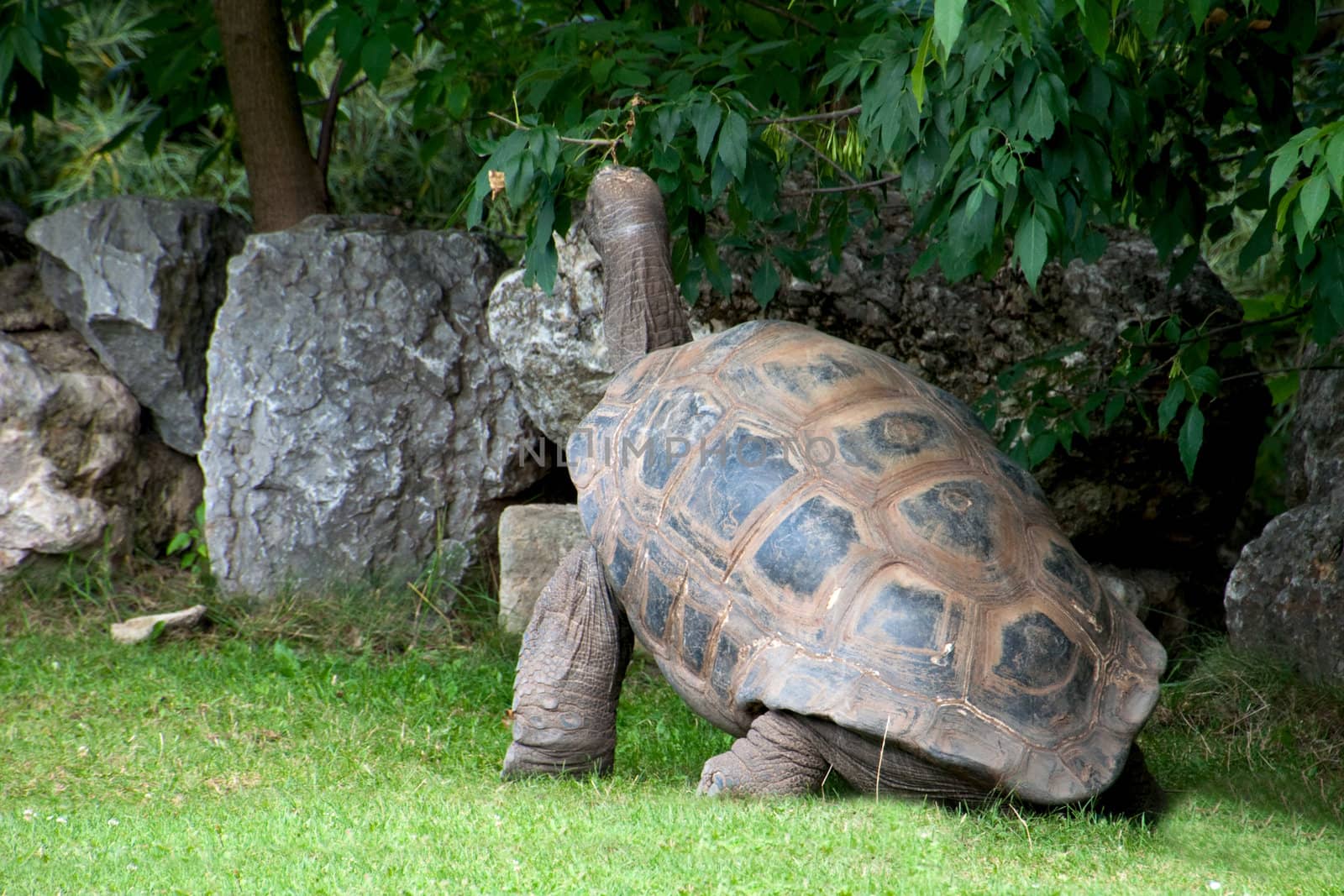 huge turtle against a green lawn, gray  stones and trees 