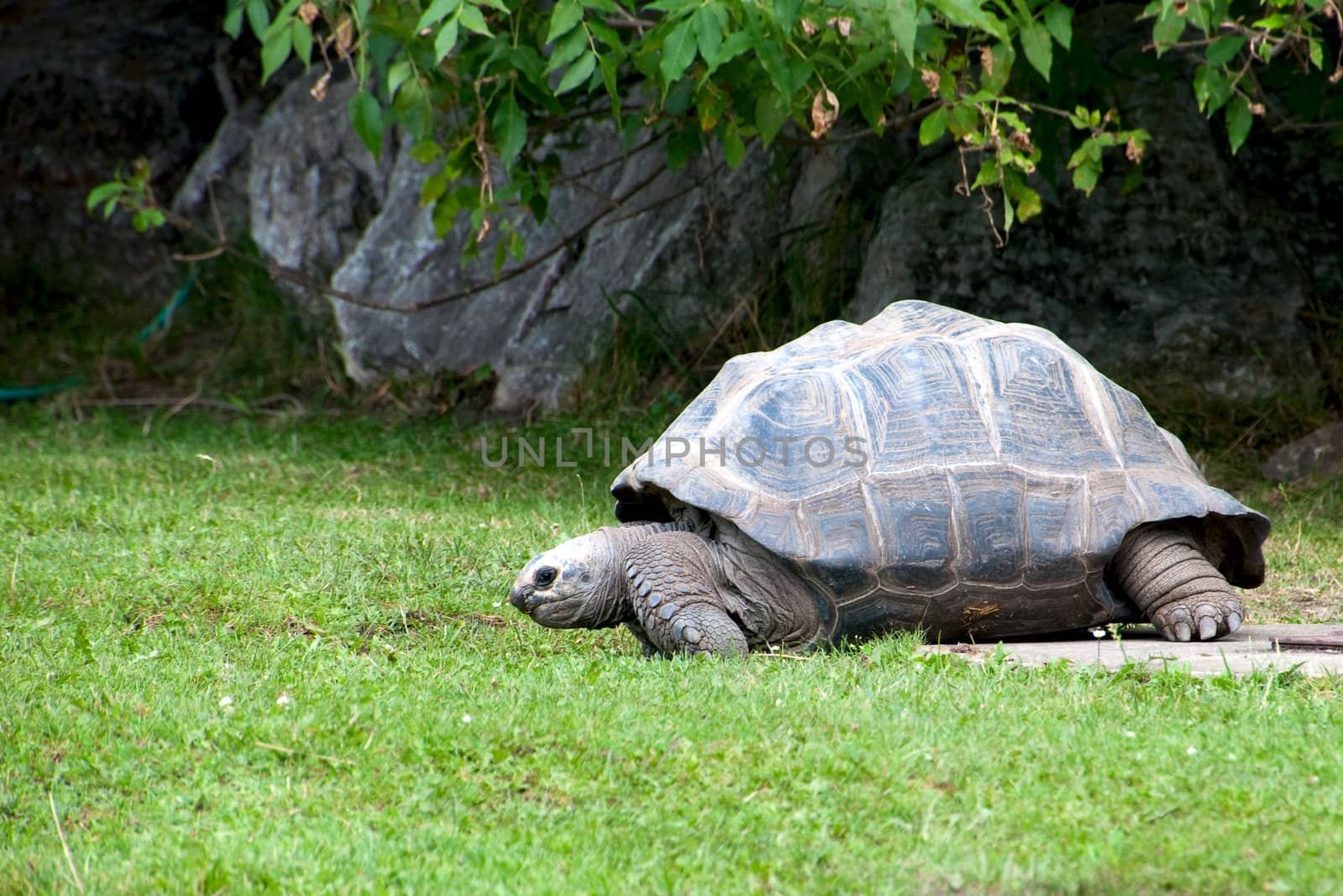 huge turtle against a green lawn, gray  stones and trees 