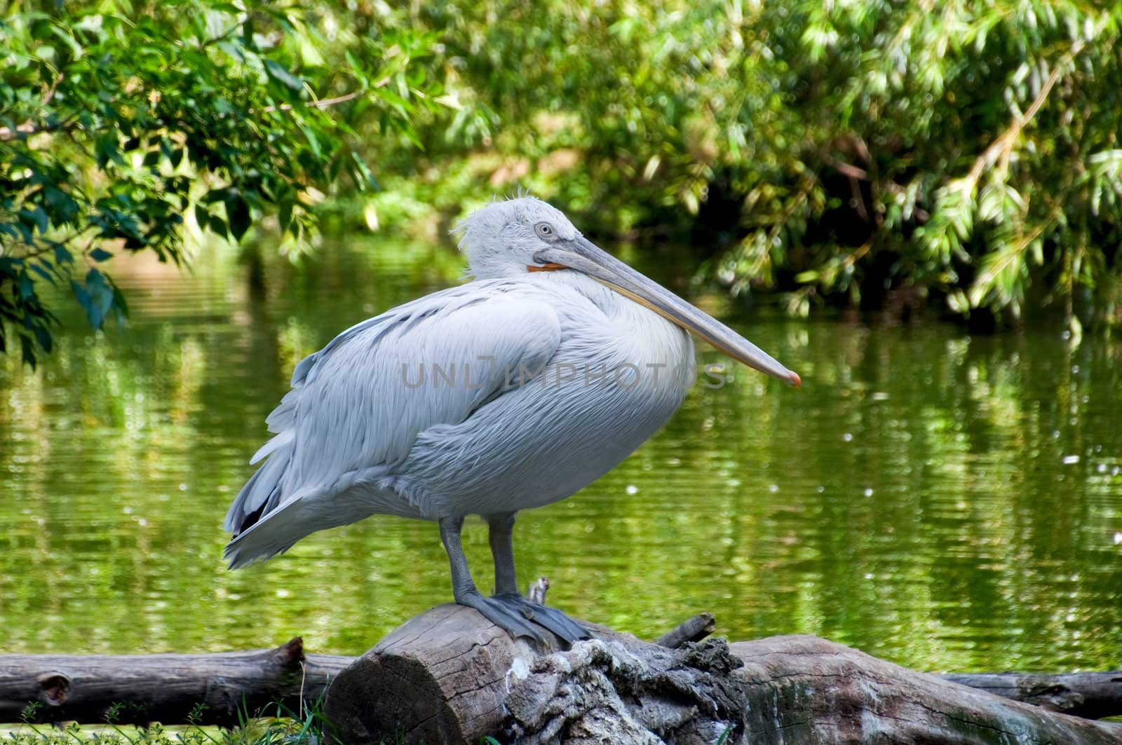 the white pelican costs on the bank of a pond 