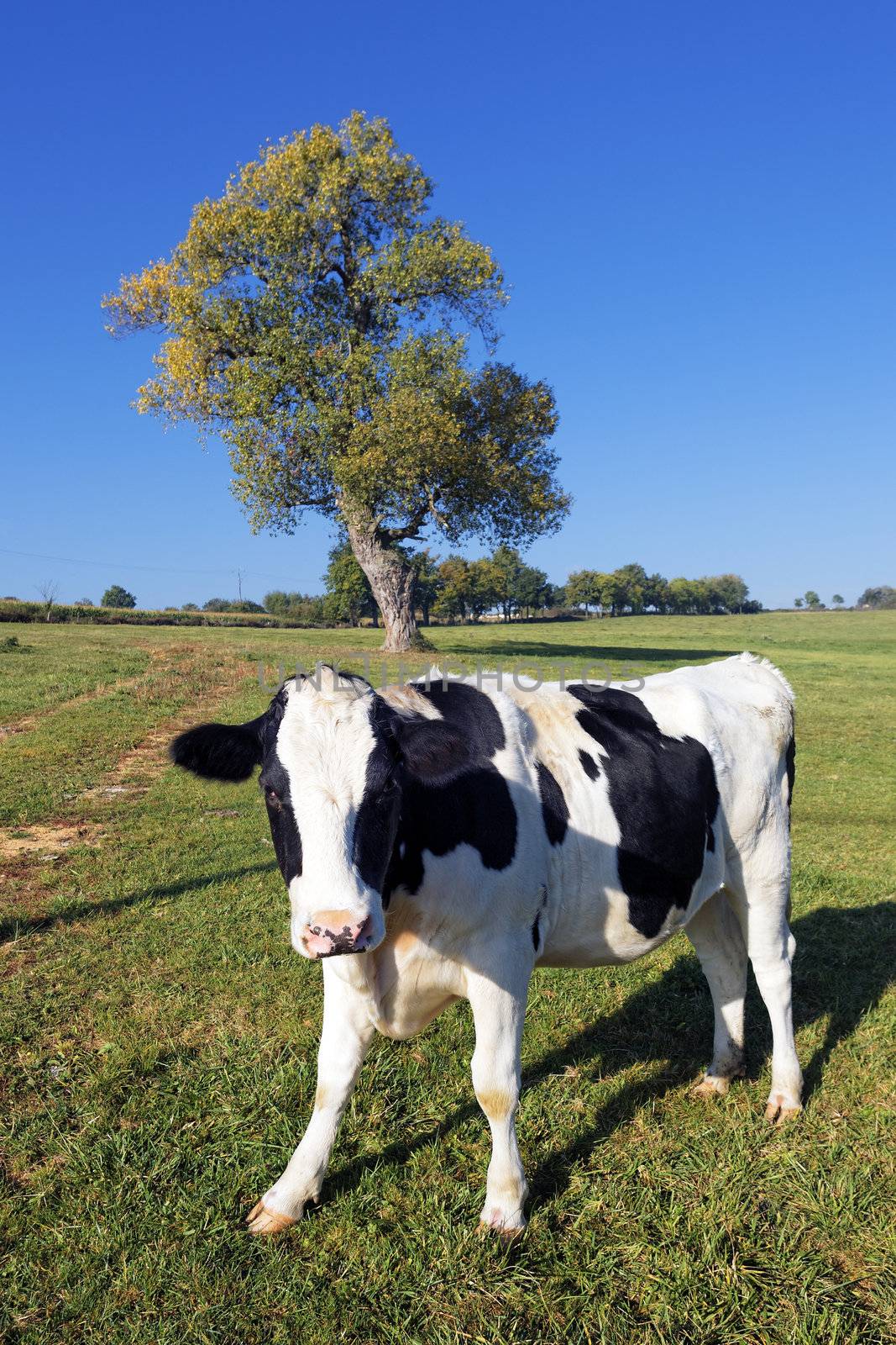black and white cow on green with tree on background