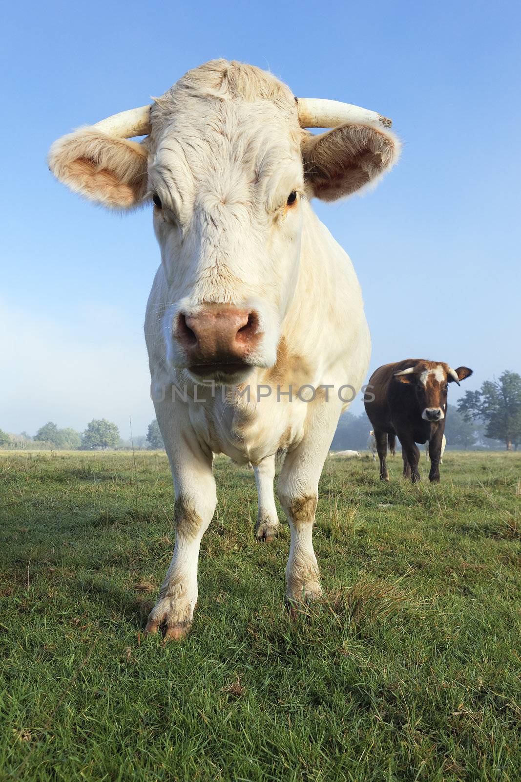 portrait of big white cow in a field