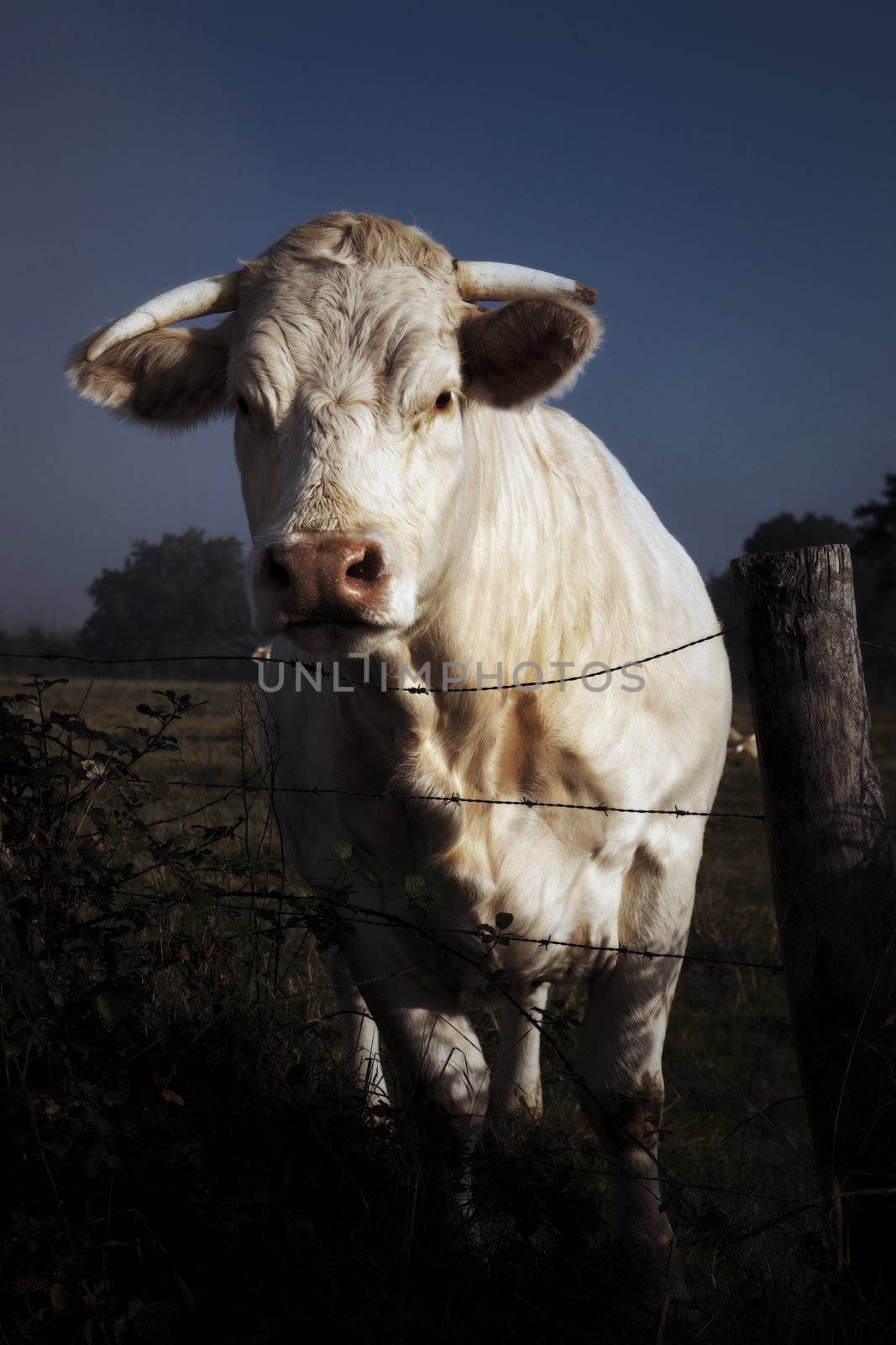 portrait of white cow in autumn