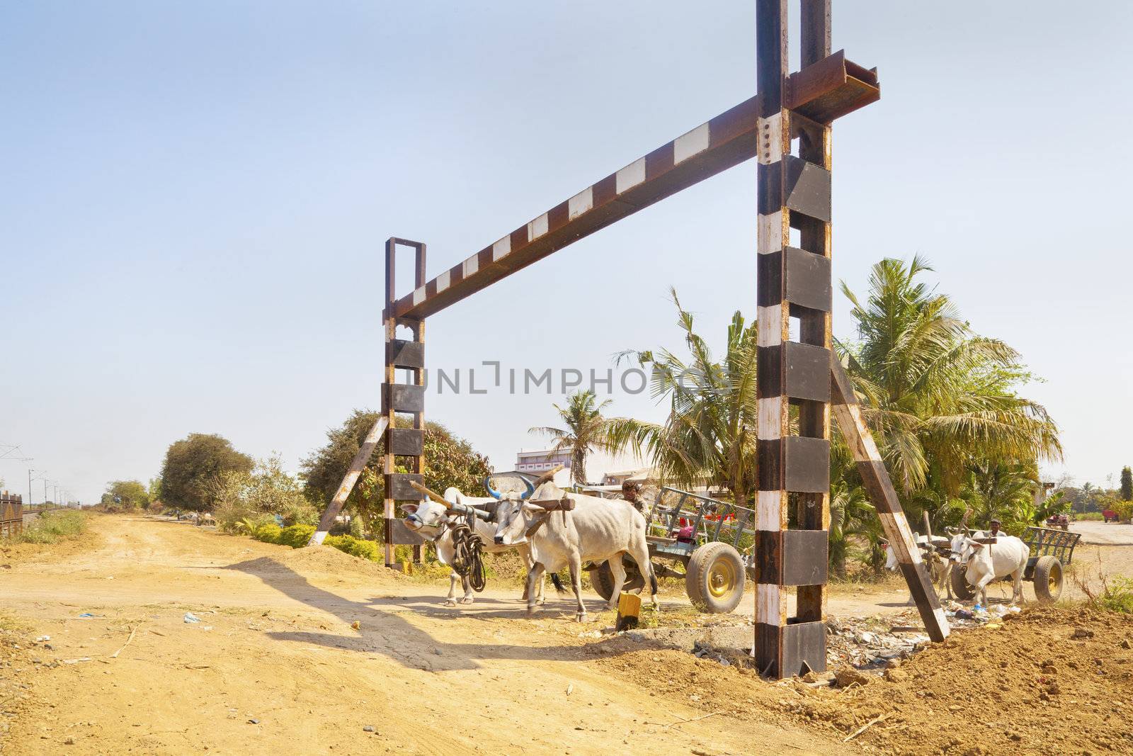 A pair of Bullock carts the local infrastructure risk danger on the approach to an unmanned rail crossing passing by a hinterland village in Gujarat india