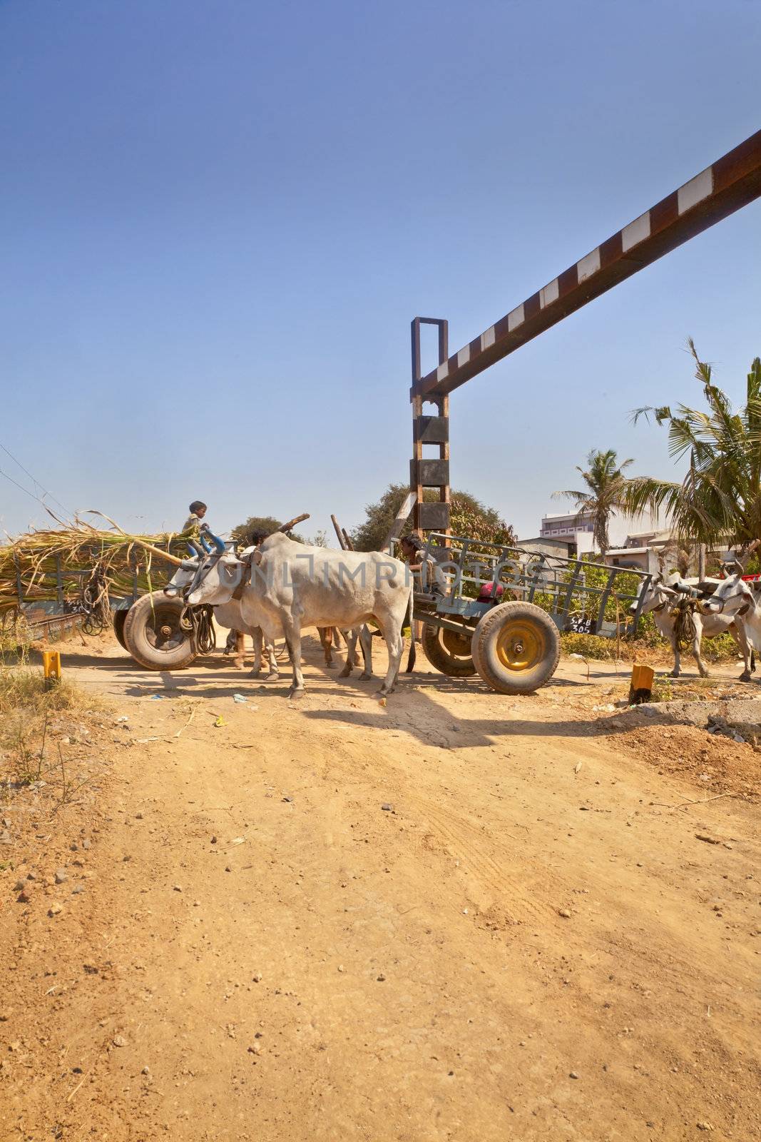 Bullock carts the local infrastructure risk danger and cause congestion on the approach to an unmanned rail crossing passing by a hinterland village in Gujarat india