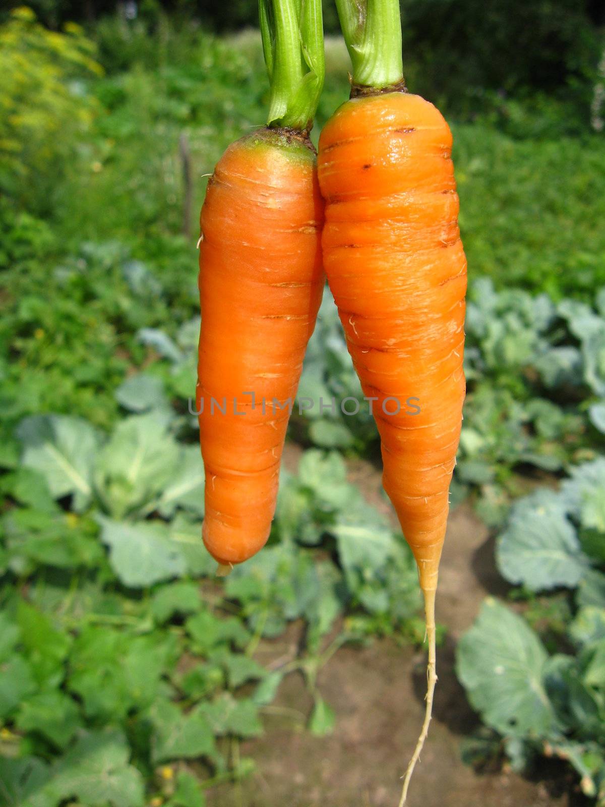 The image of a bunch of pulled out carrots