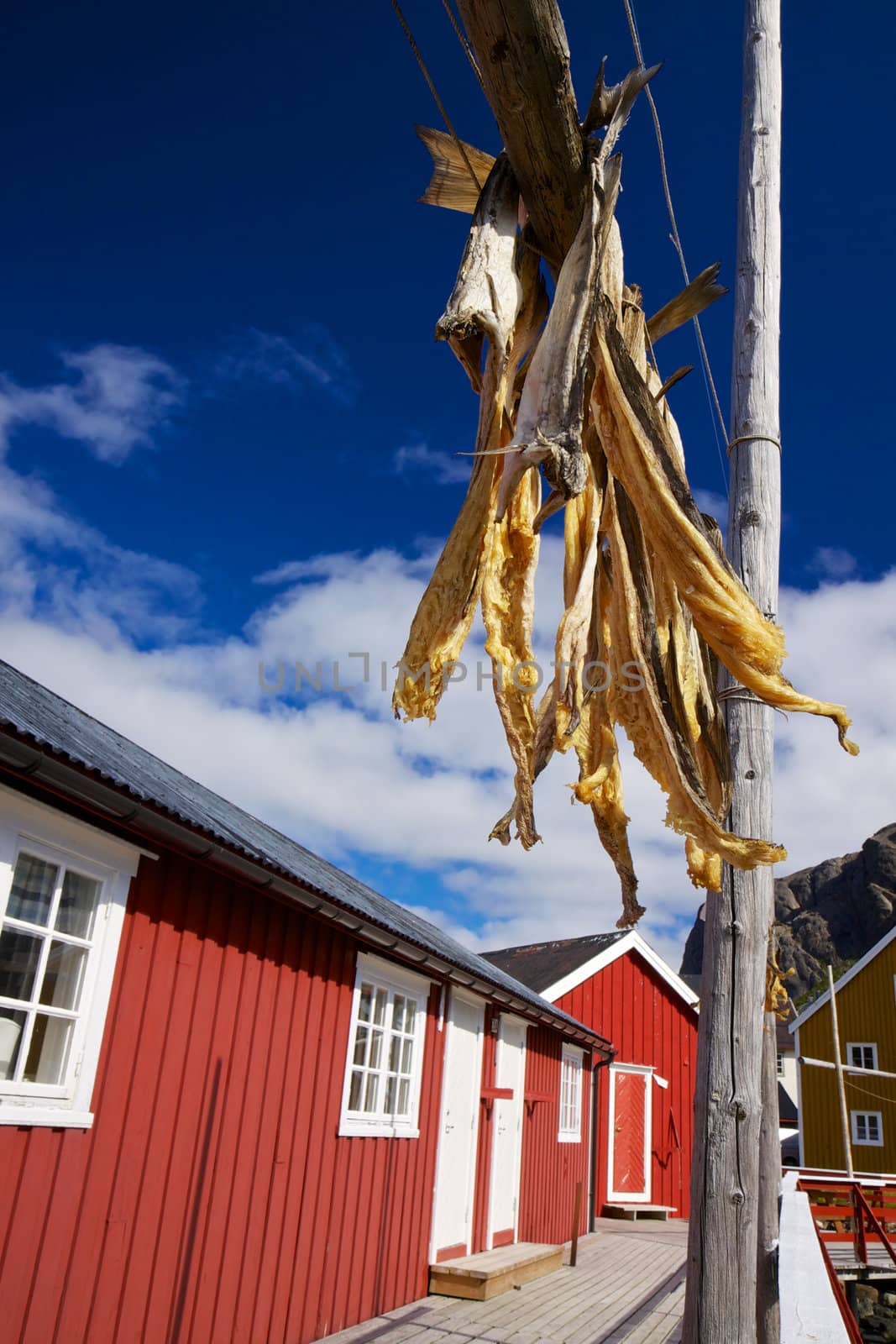 Traditional way of drying stock fish in fishing village Nusfjord on Lofoten islands, Norway