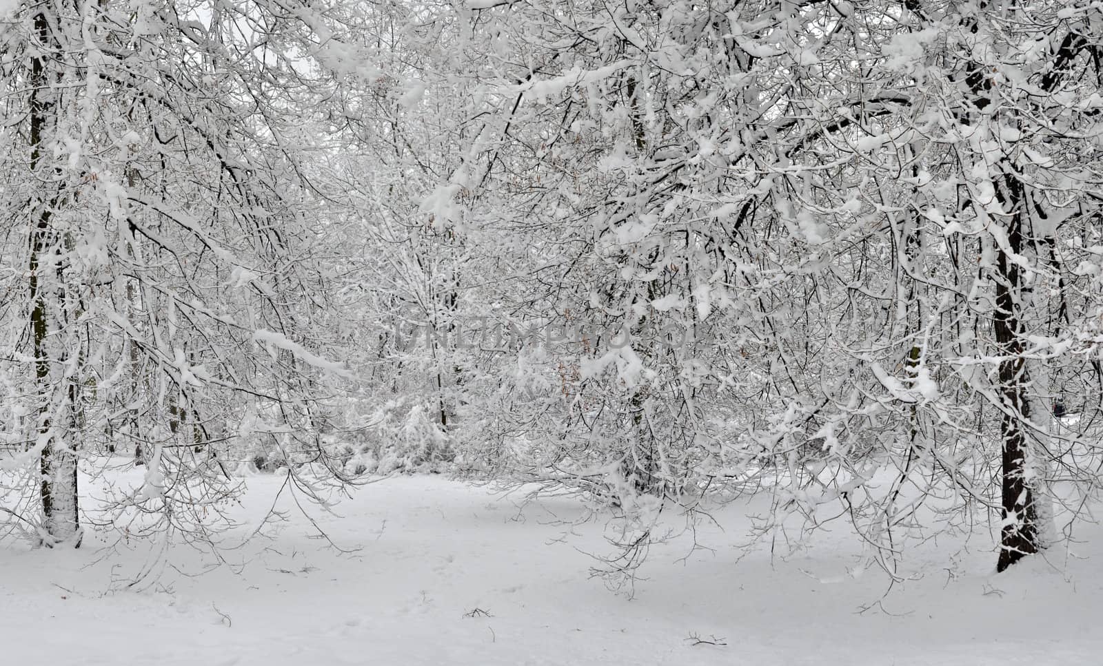 Snowy winter landscape panoramic view. Trees and plants covered by fresh snow.