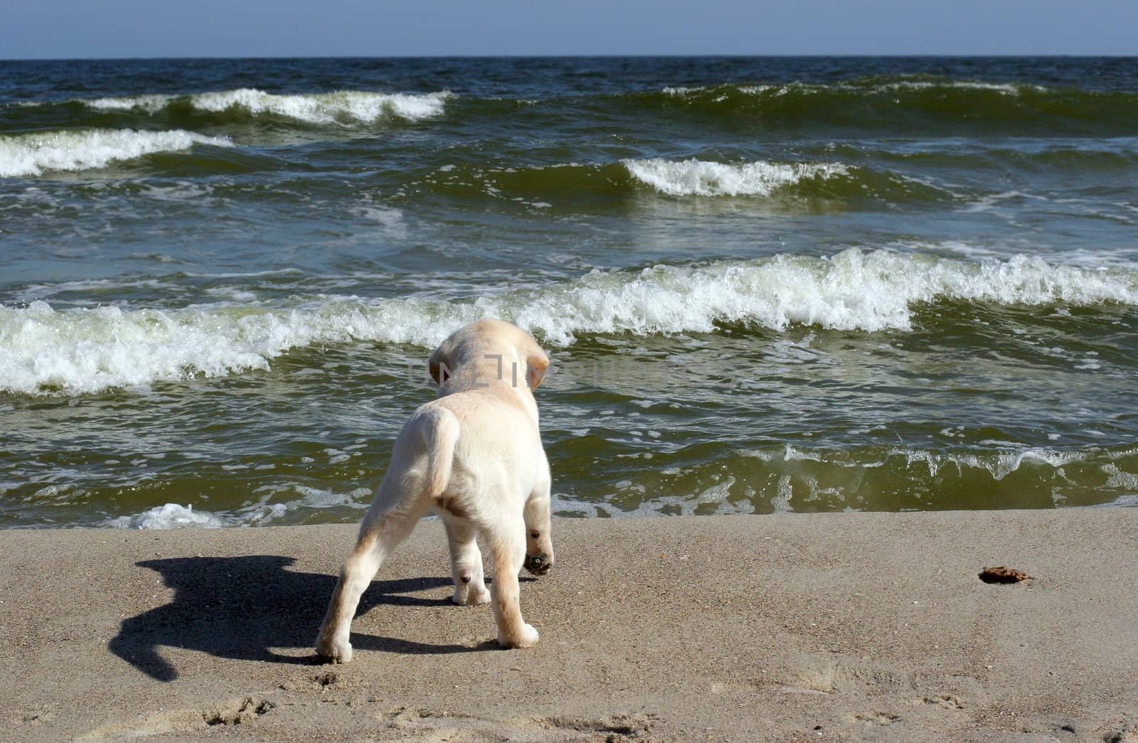yellow labrador puppy looking at the sea in summer