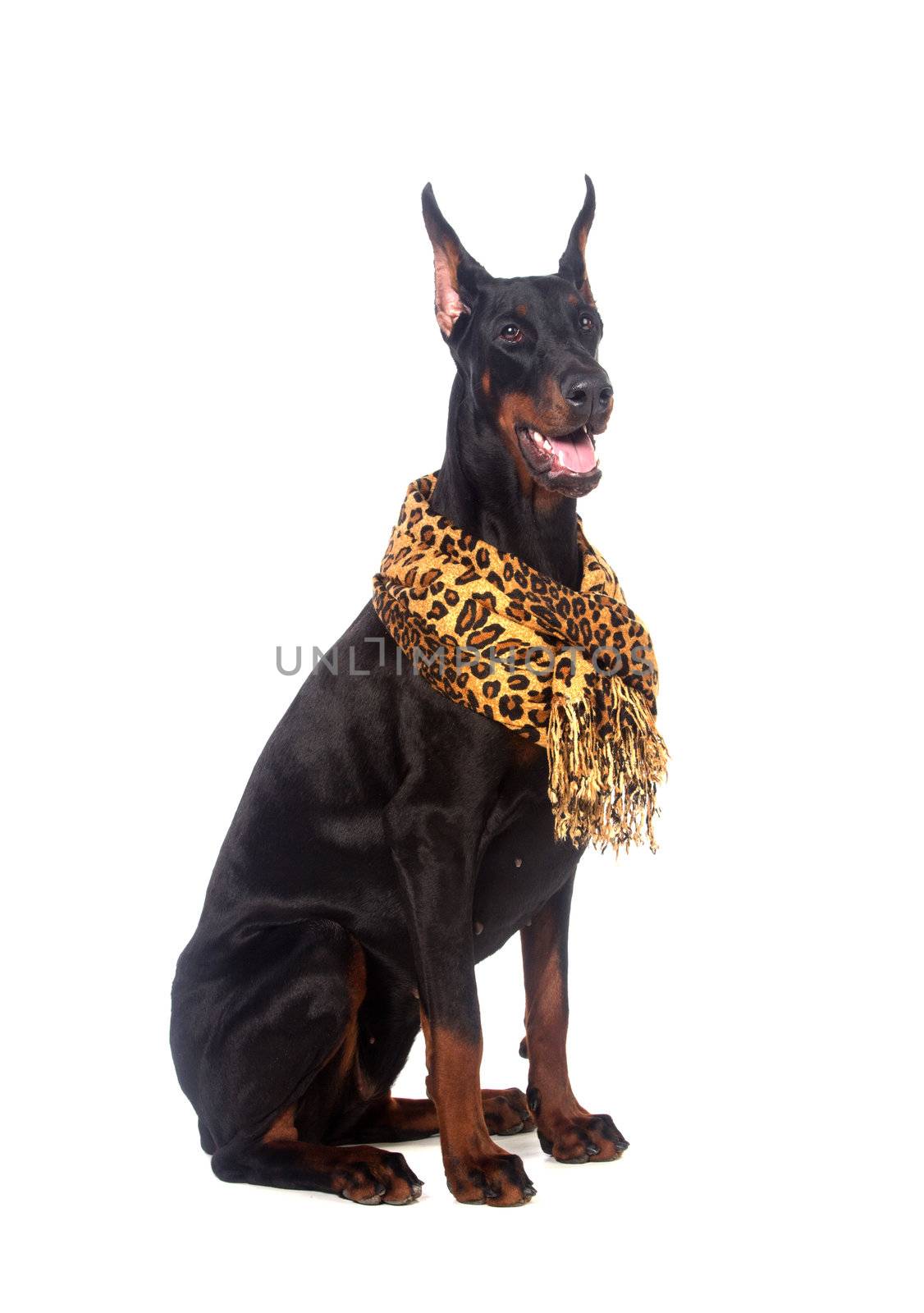 Doberman dog with scarf, isolated on white