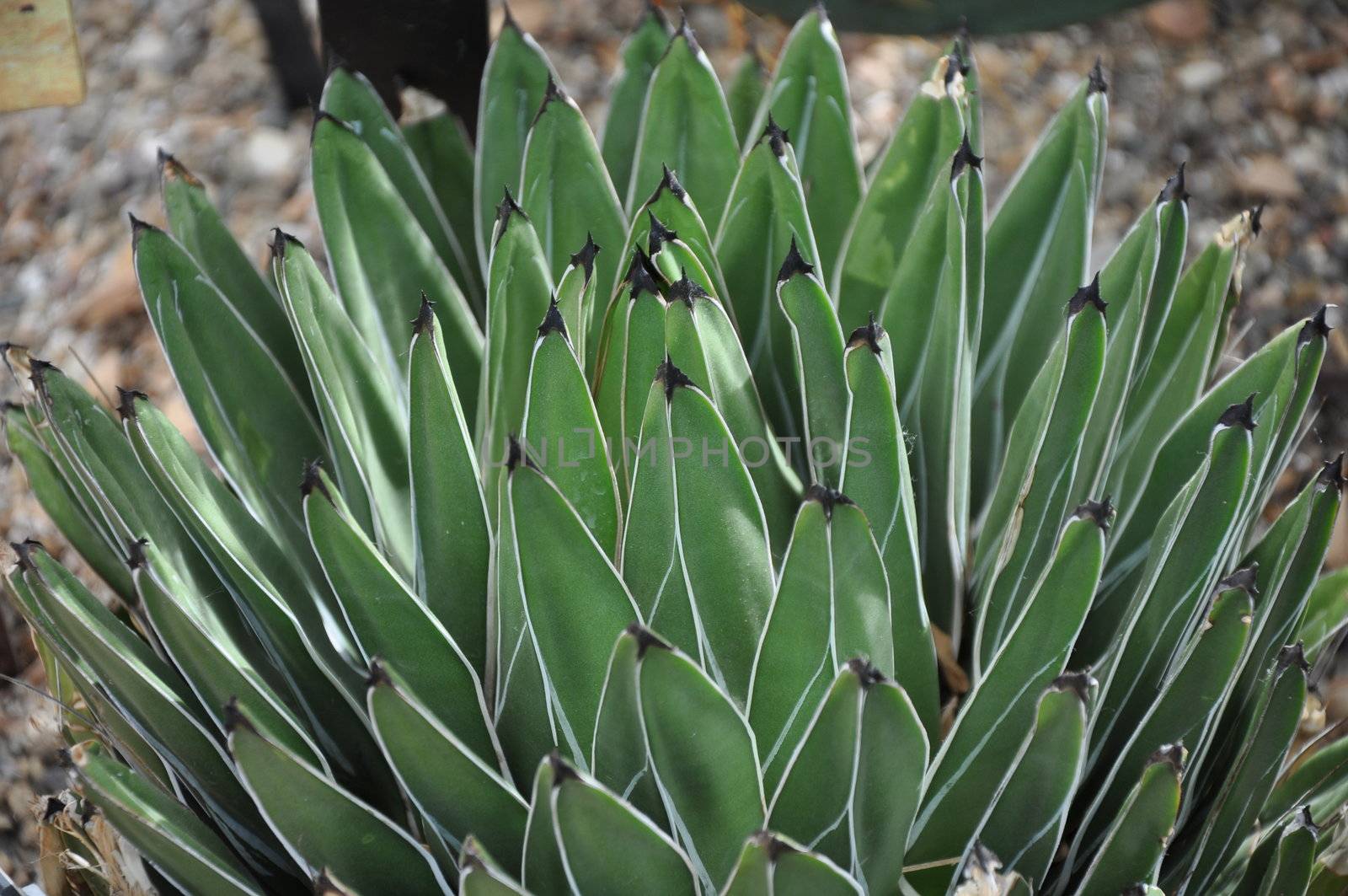 Cactus Plant