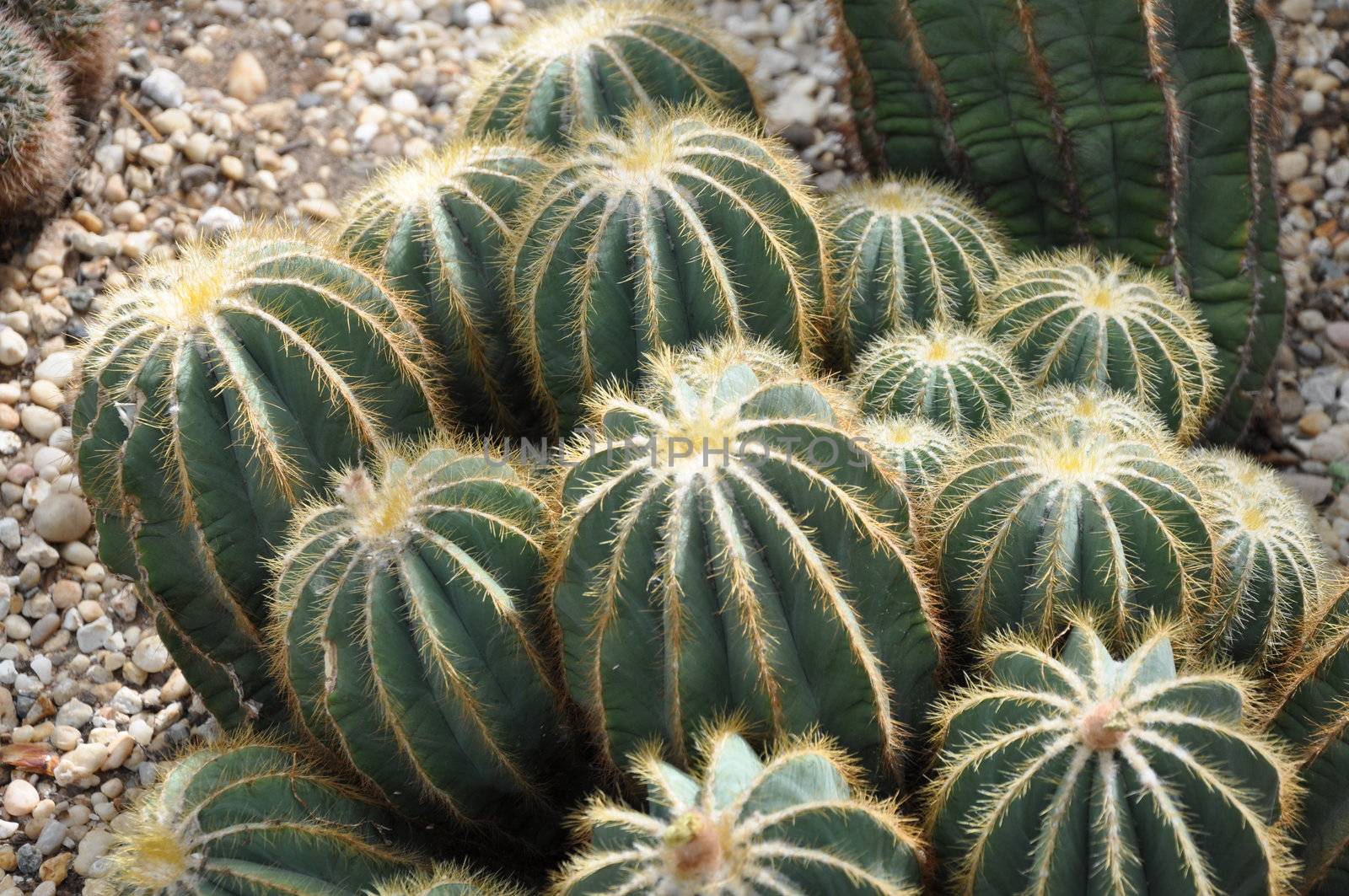 Cactus Plant