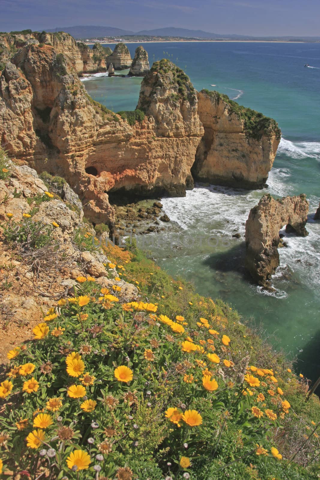 Flowers and seaside cliffs, Algarve, Portugal