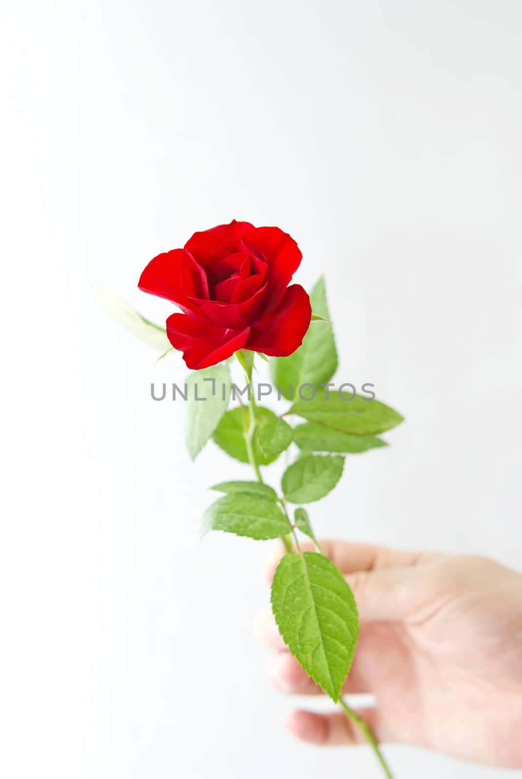 Man's hand holding a small red rose, white background