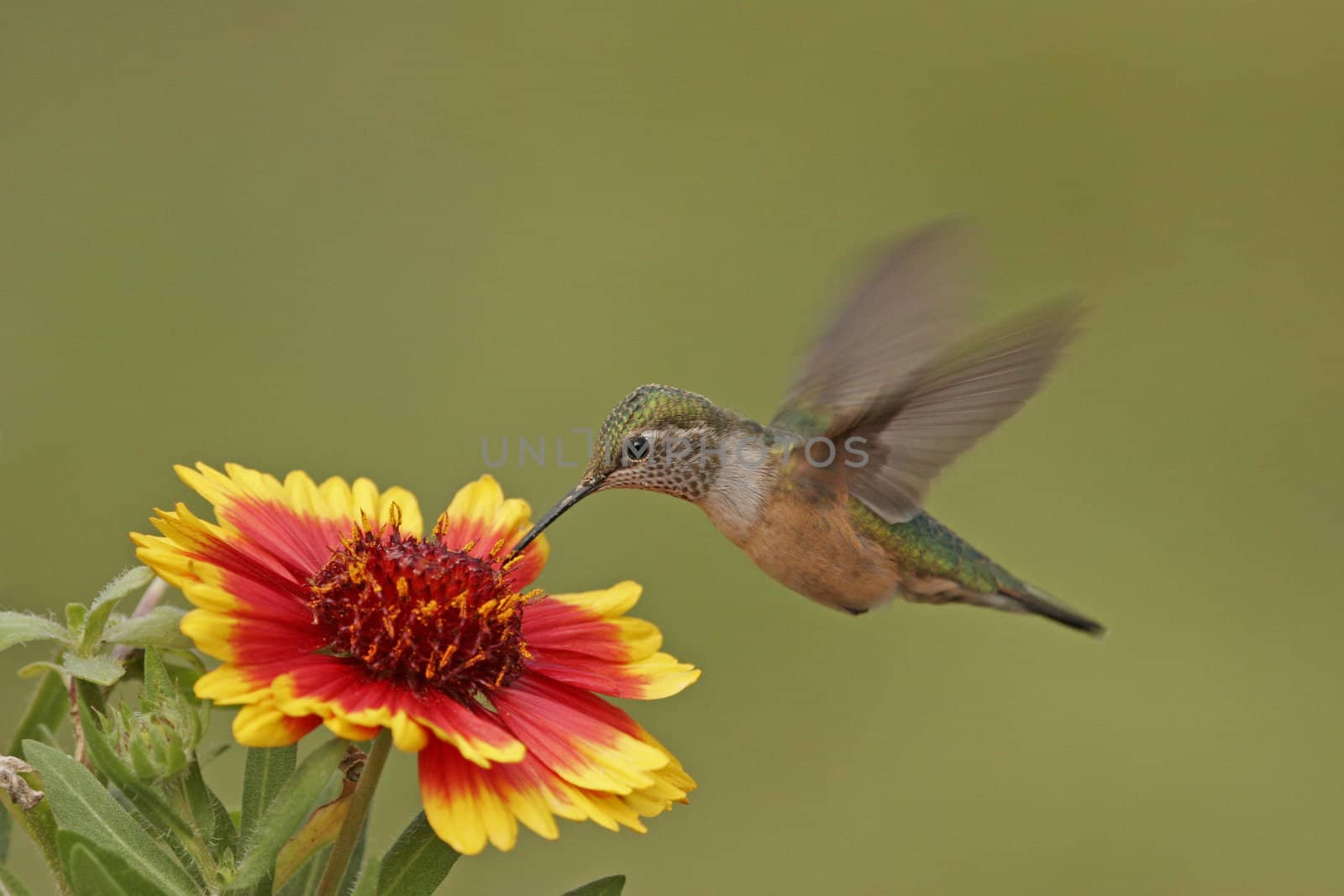 Broad-tailed hummingbird by donya_nedomam