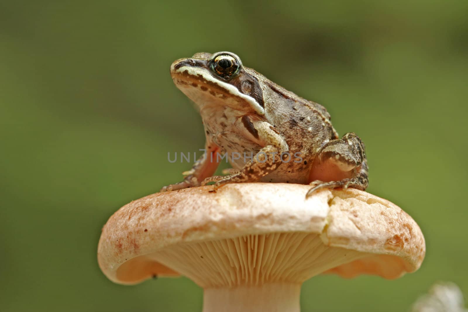 Wood frog (Rana sylvatica) on mushroom by donya_nedomam