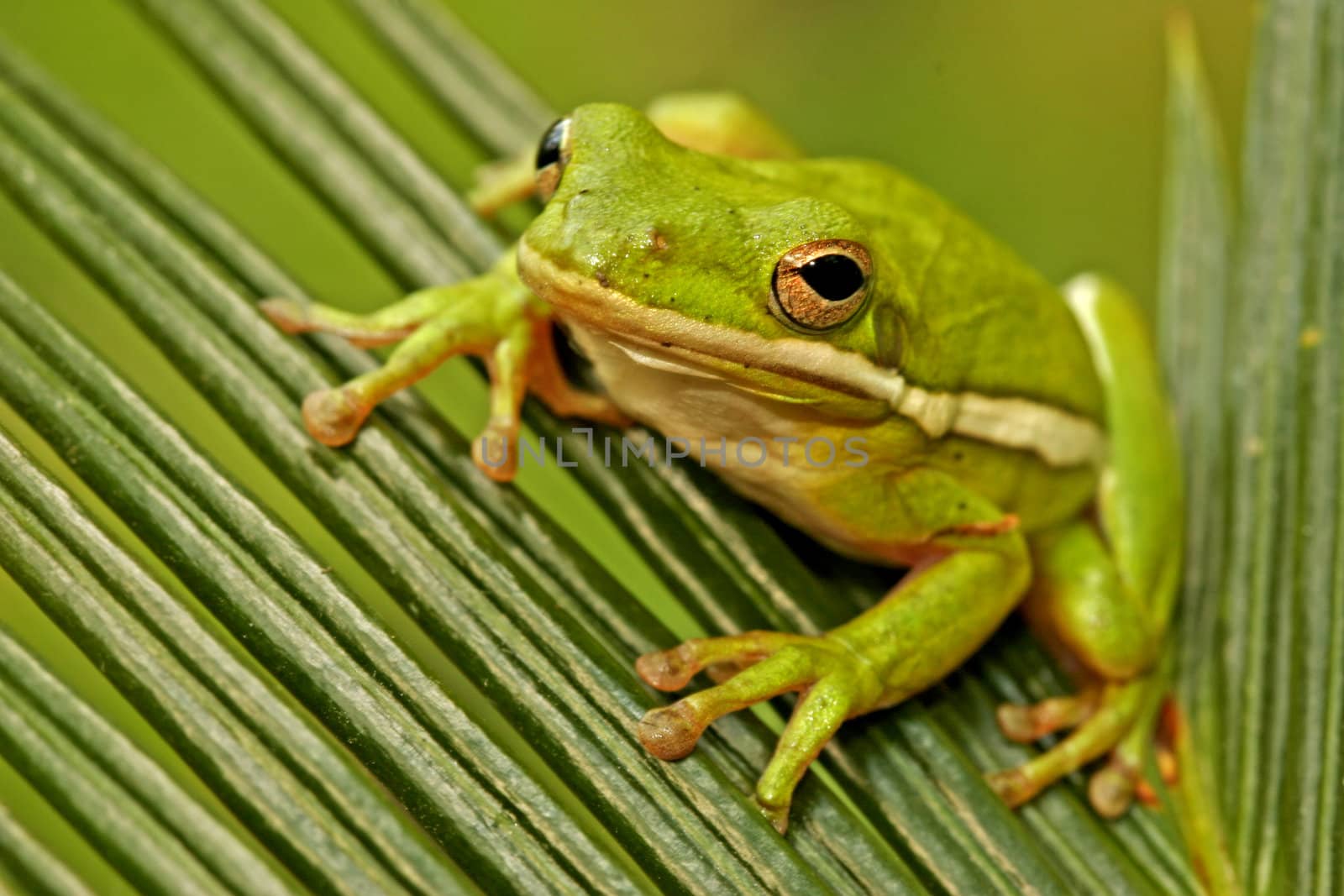 Green tree frog (Hyla cinerea) on a leaf