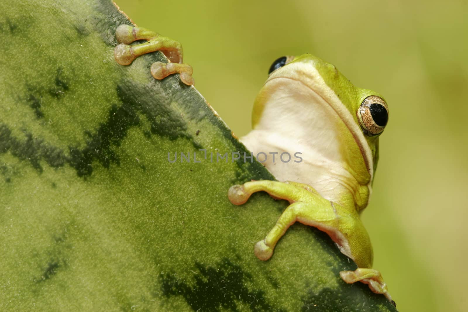 Green tree frog (Hyla cinerea) by donya_nedomam
