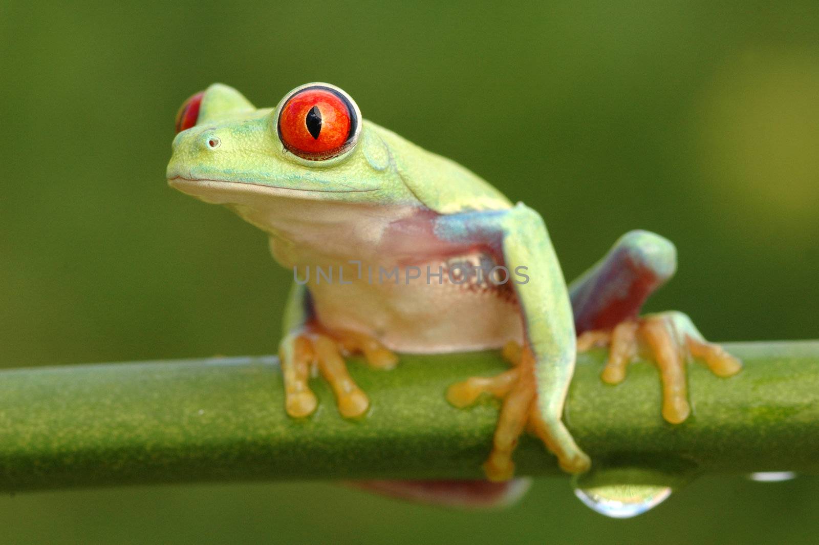 Red-eyed tree frog (Agalychnis callidryas) by donya_nedomam