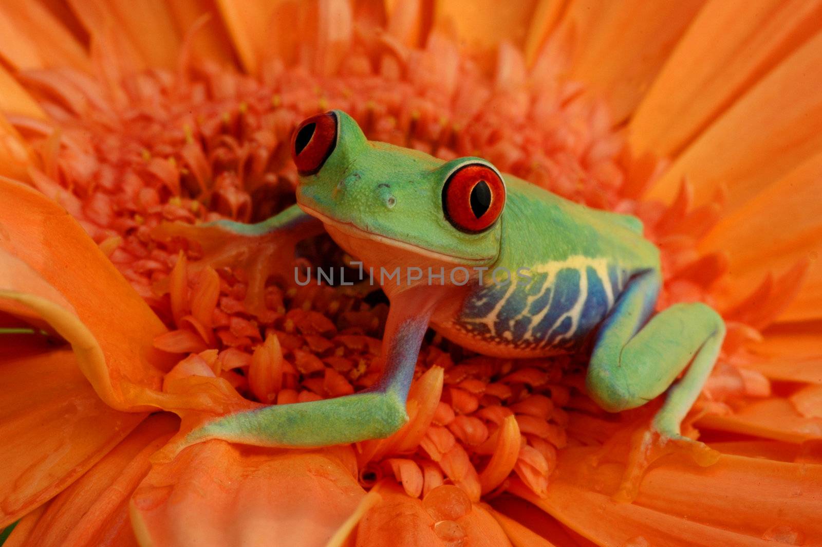 Red-eyed tree frog (Agalychnis callidryas) on a flower