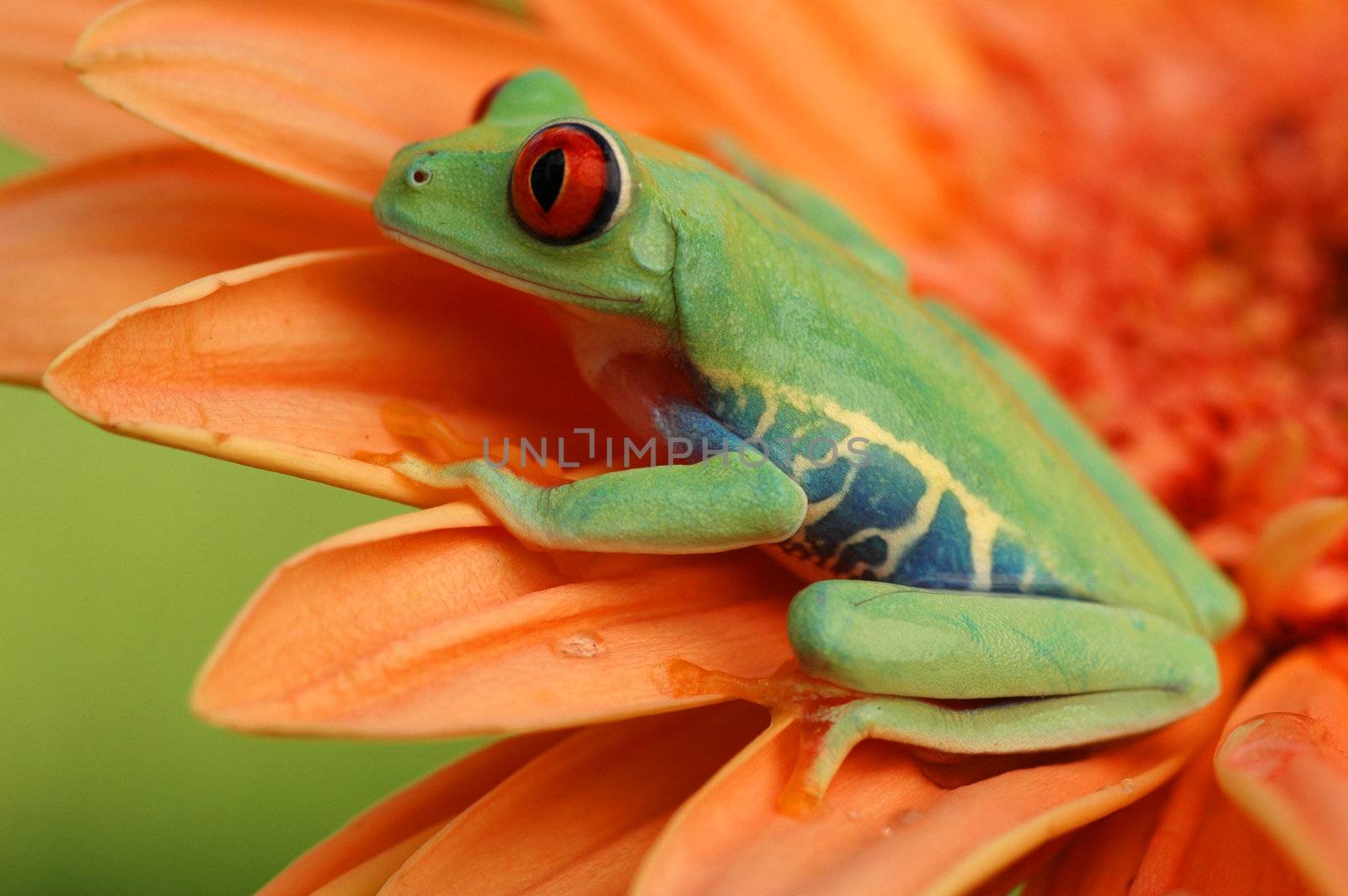 Red-eyed tree frog (Agalychnis callidryas) by donya_nedomam