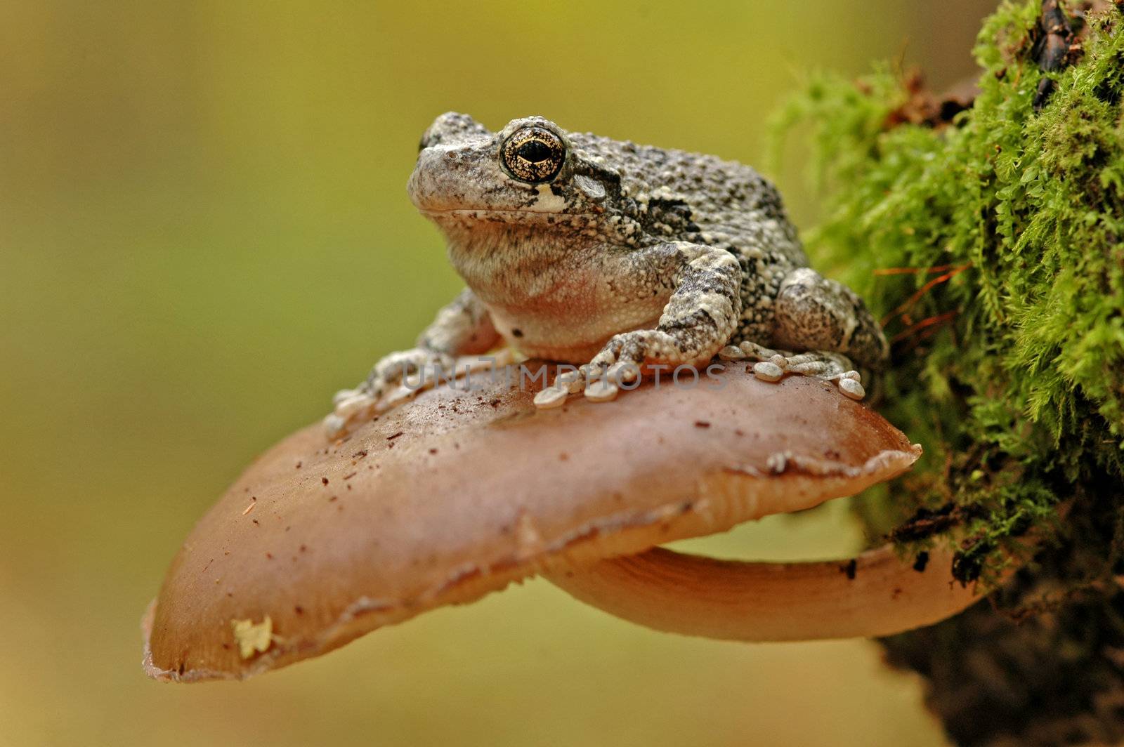 Grey tree frog (Hyla versicolor) by donya_nedomam