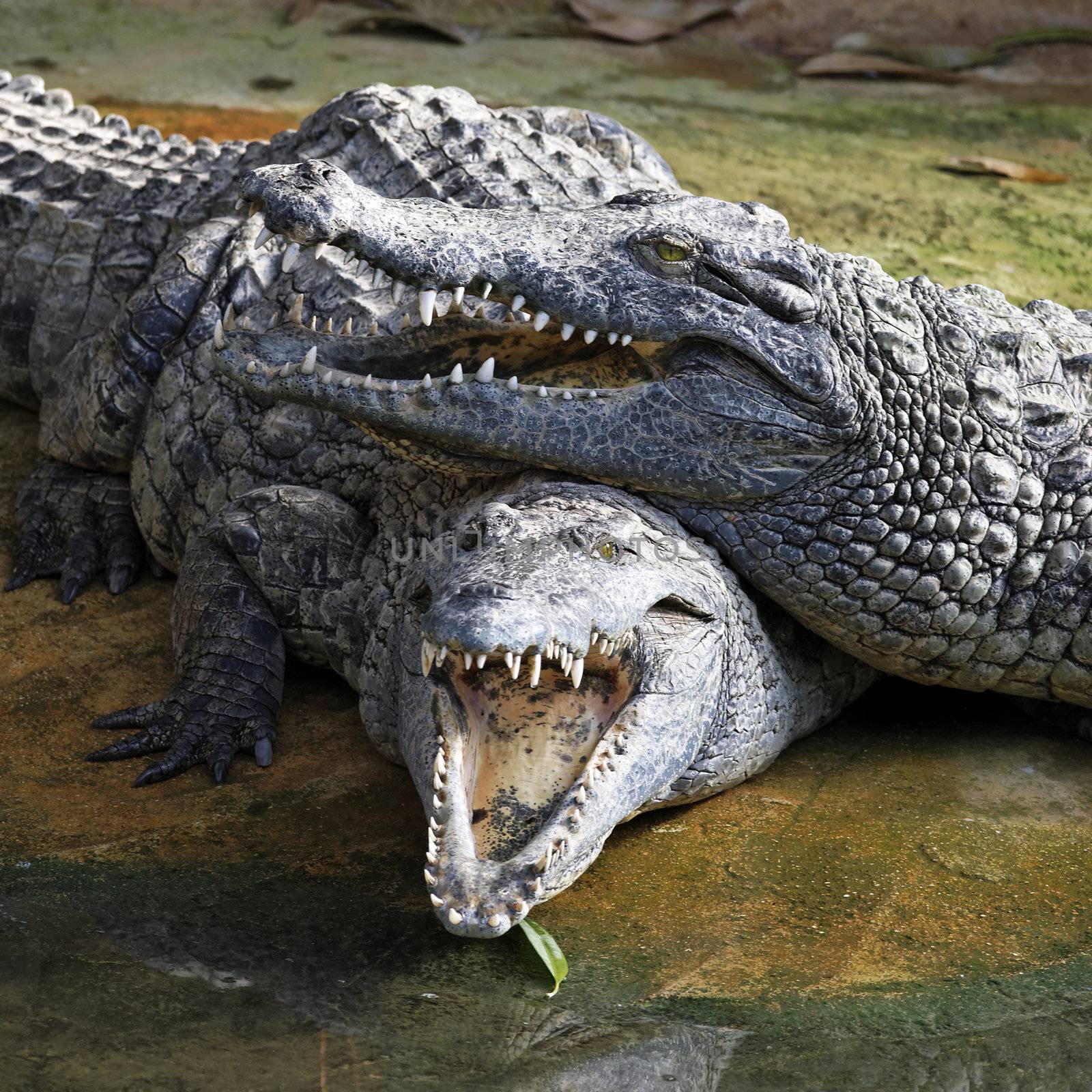 Crocodile with head above other crocodiles in a zoo