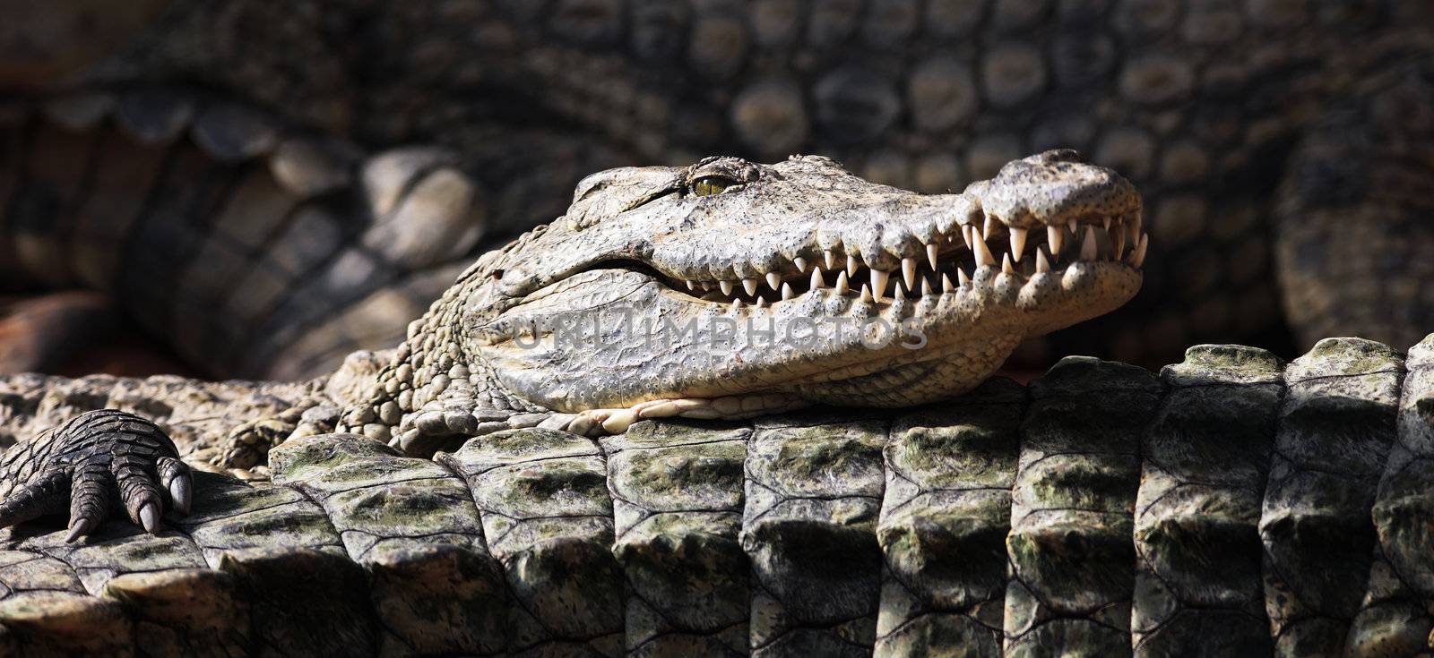 Crocodile sleeping with head above other crocodiles