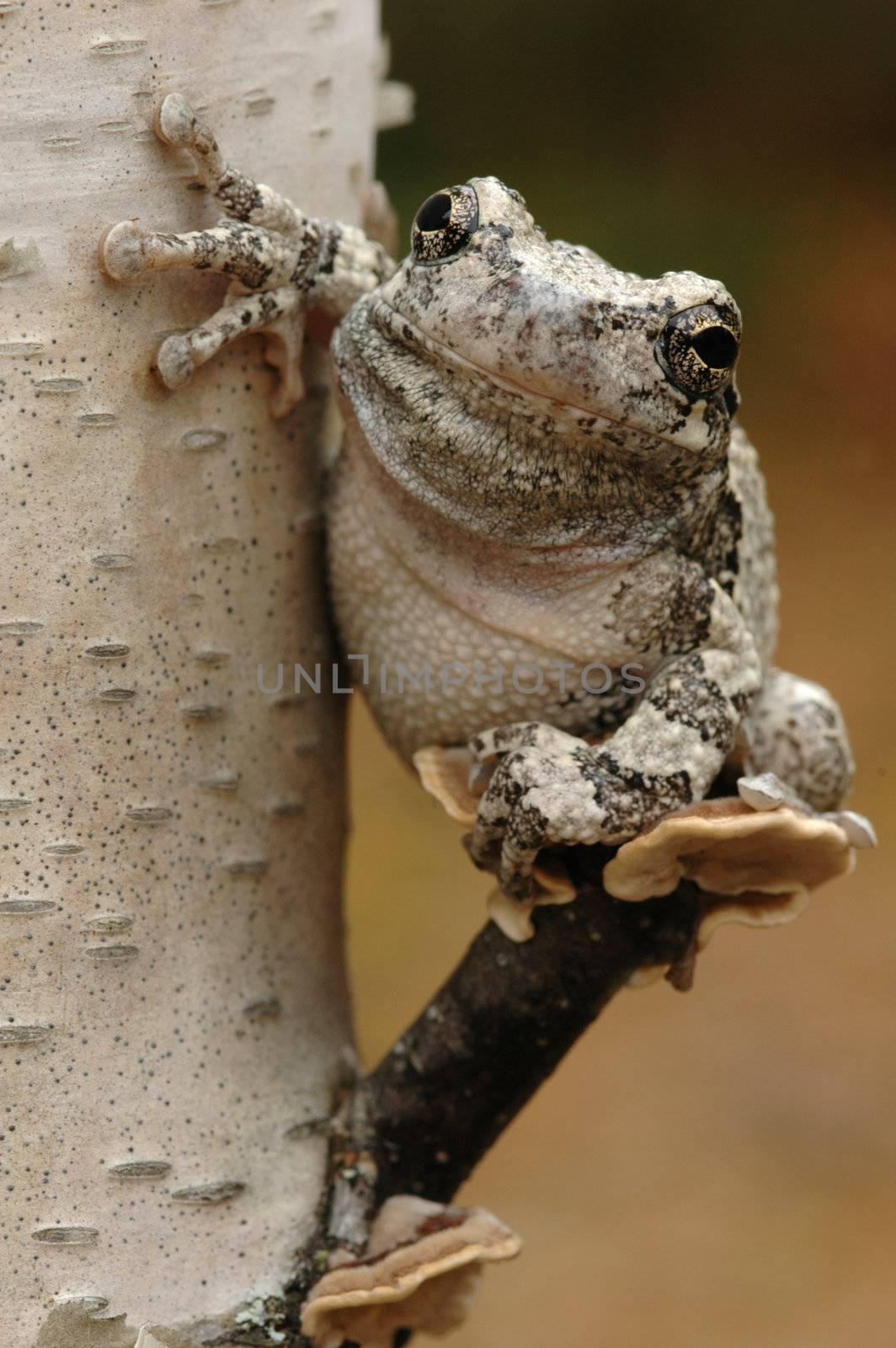 Grey tree frog (Hyla versicolor)