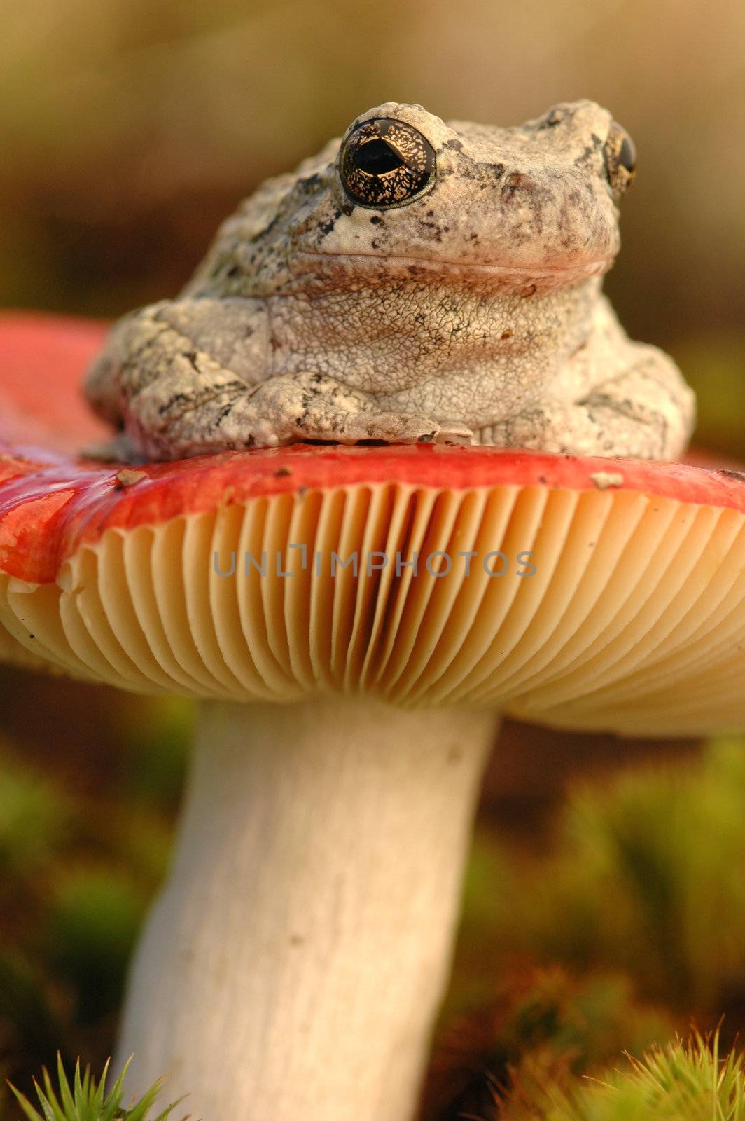 Grey tree frog (Hyla versicolor) on mushroom