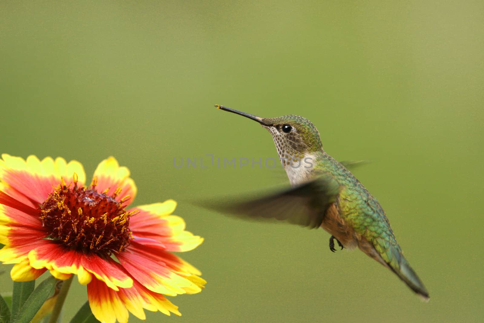 Broad-tailed hummingbird female by donya_nedomam