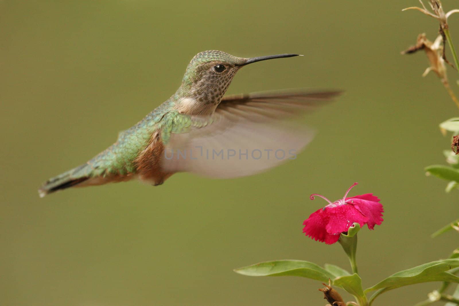 Broad-tailed hummingbird female (Selasphorus platycercus)